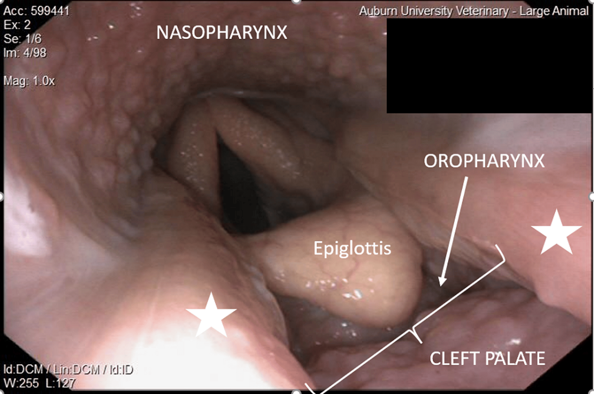 Cleft palate, foal