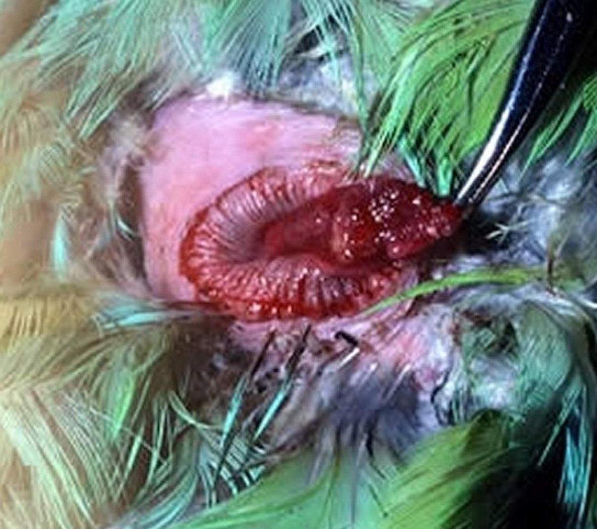Cloacal papilloma, gross lesion, Amazon parrot