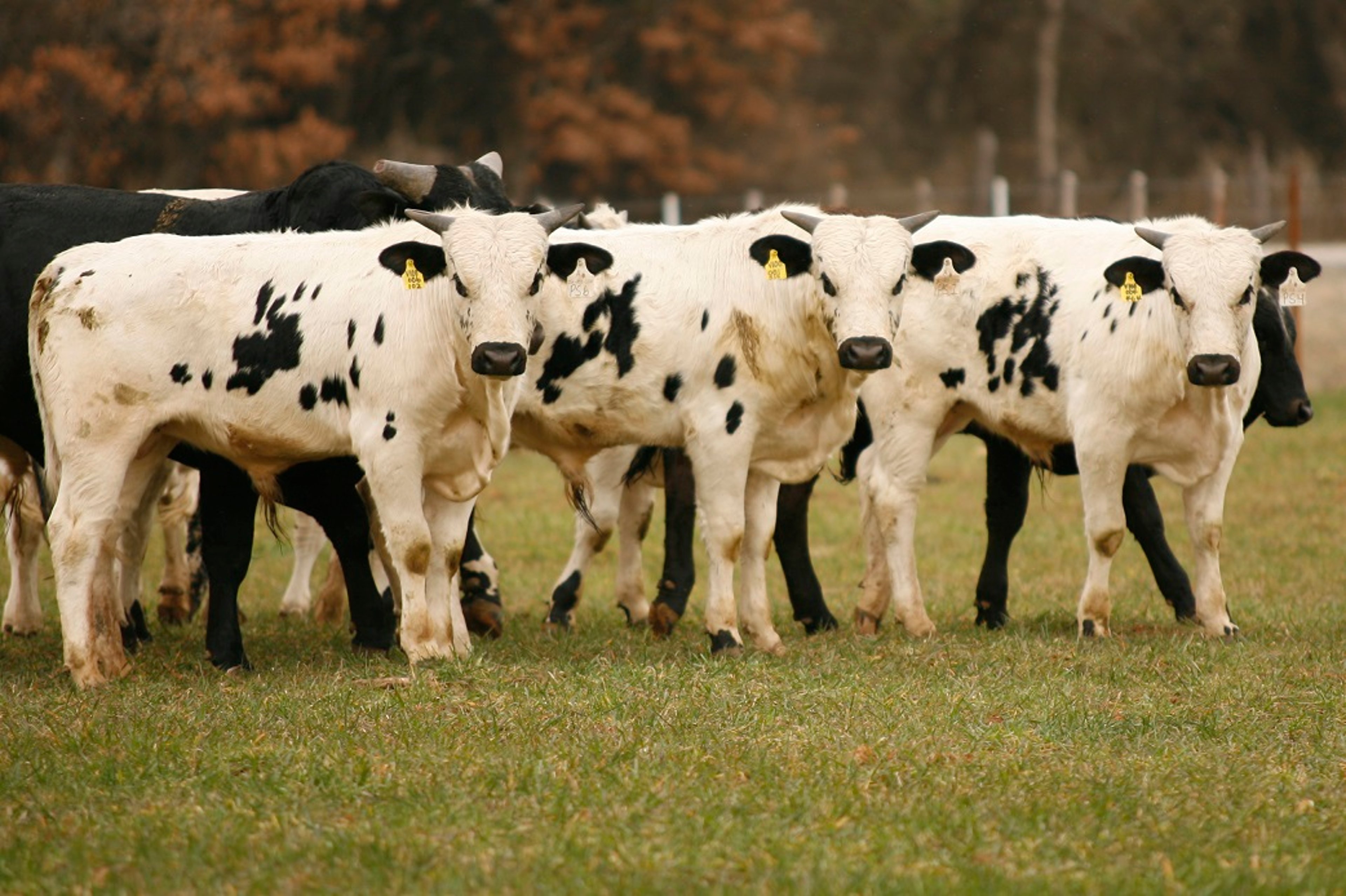 Individual variation in cloned calves