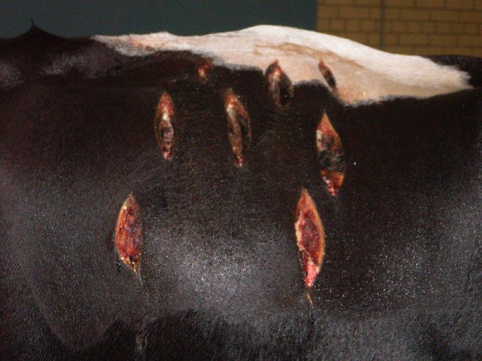 Clostridial gas gangrene due to <i >C novyi</i> myositis, Holstein cow