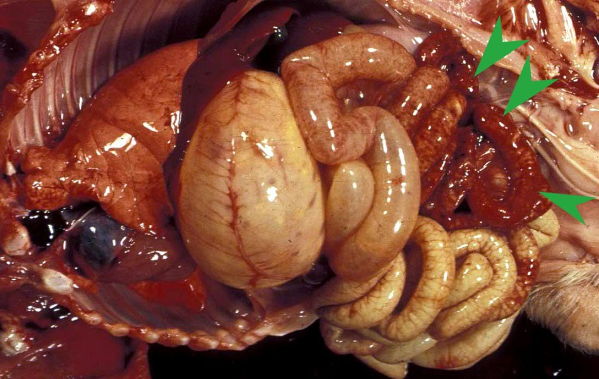 <i >Clostridium perfringens</i> type C enteritis, subacute, pig