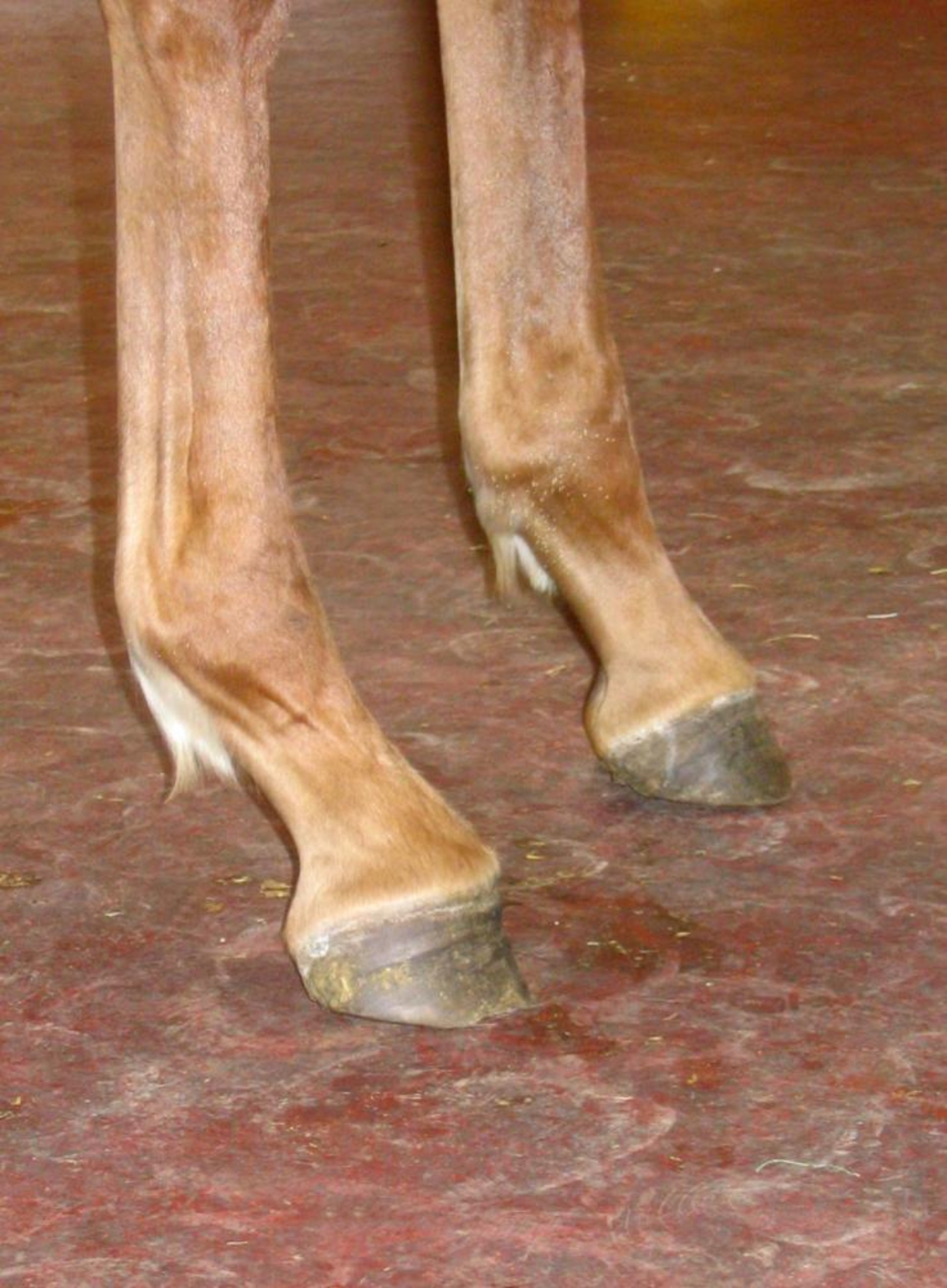 Acquired flexural deformity, distal interphalangeal joint, foal