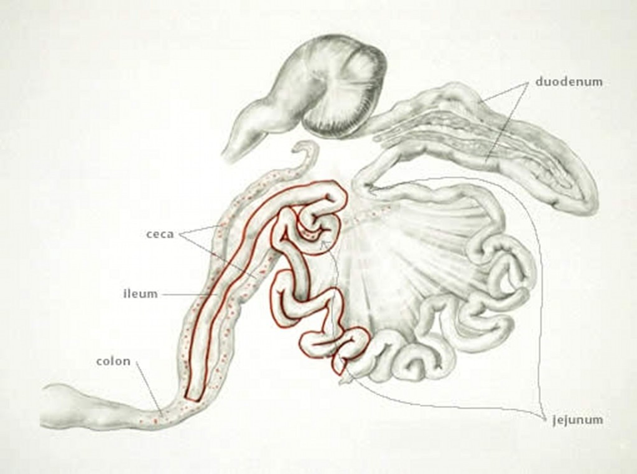 Coccidiosis (site of infection withy <i >Eimeria mitis</i>), poultry