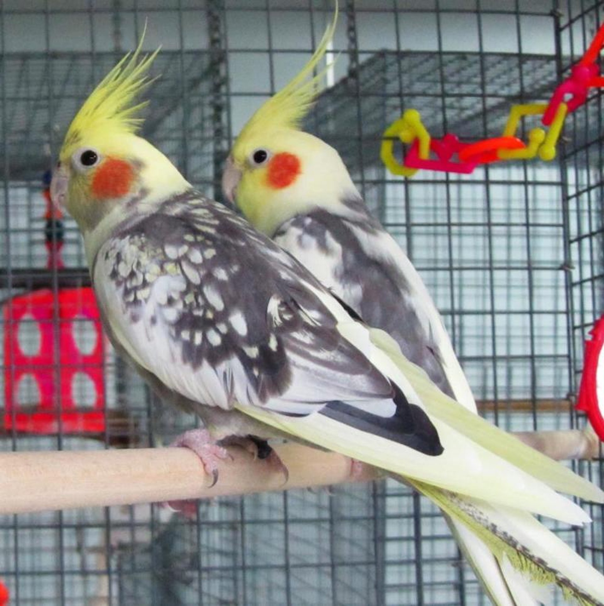 Cockatiels
