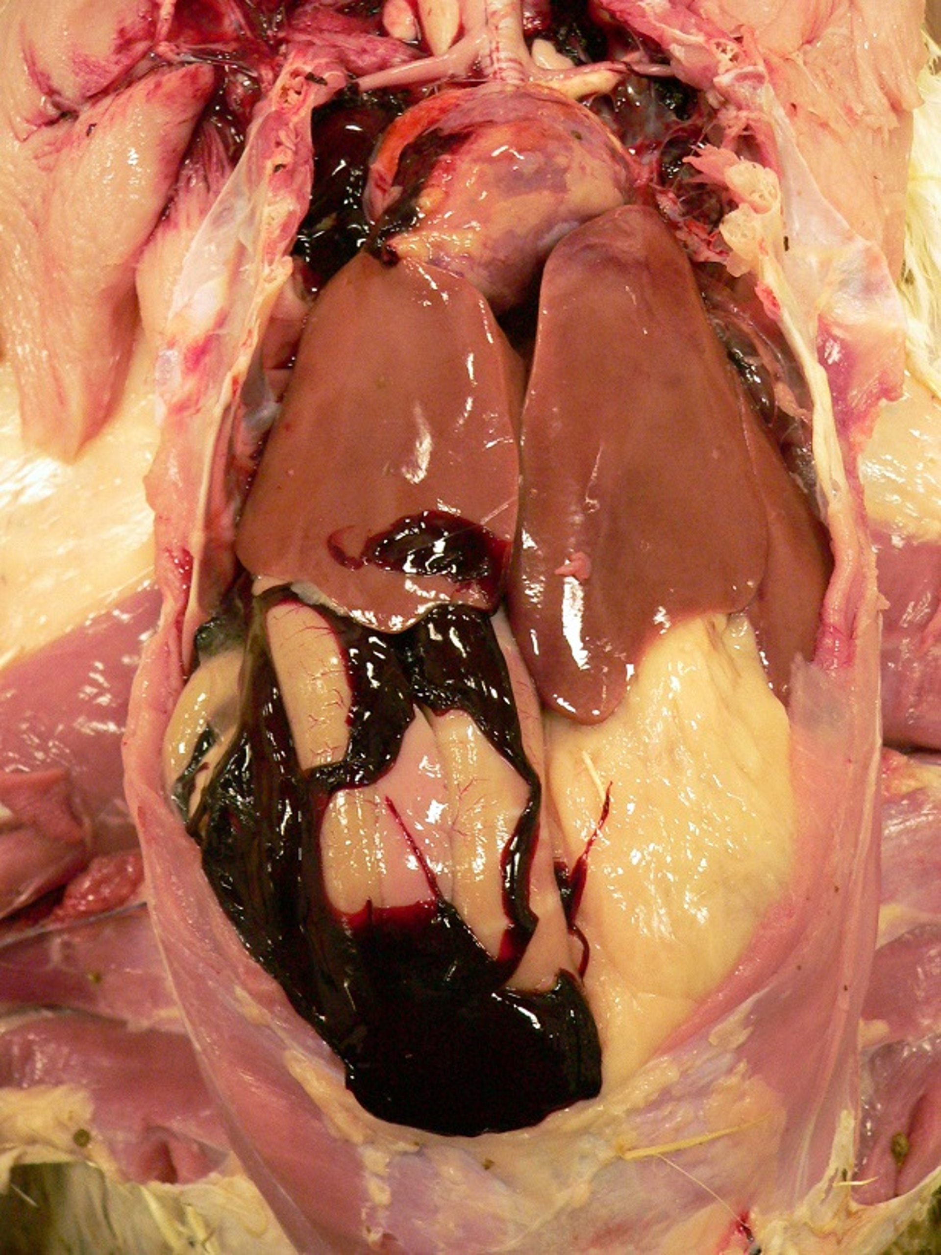 Blood in the coelomic cavity, aortic rupture, turkey