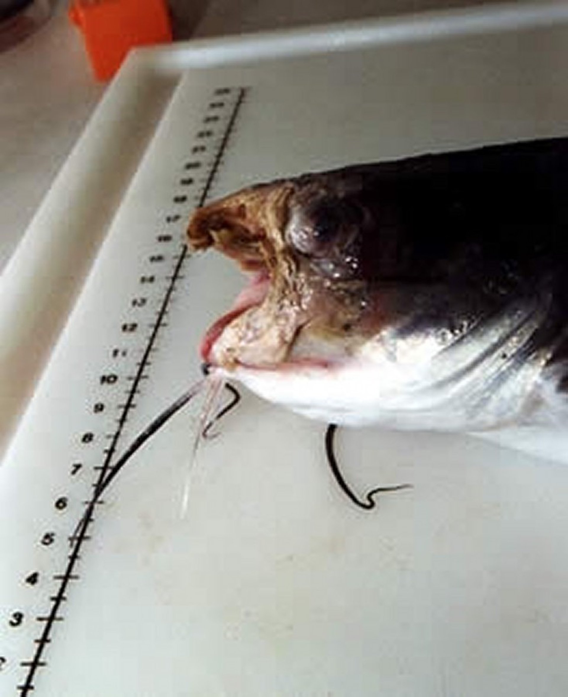 Columnaris disease, channel catfish