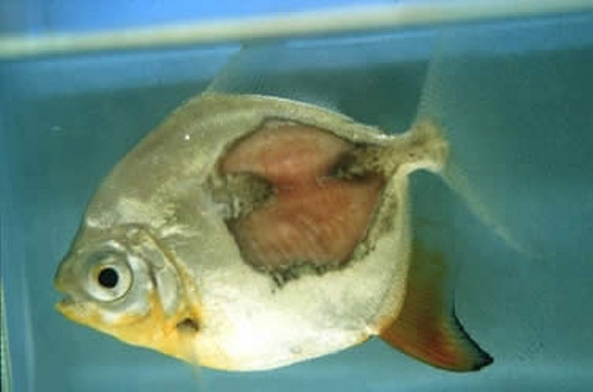 Columnaris disease, silver dollar fish