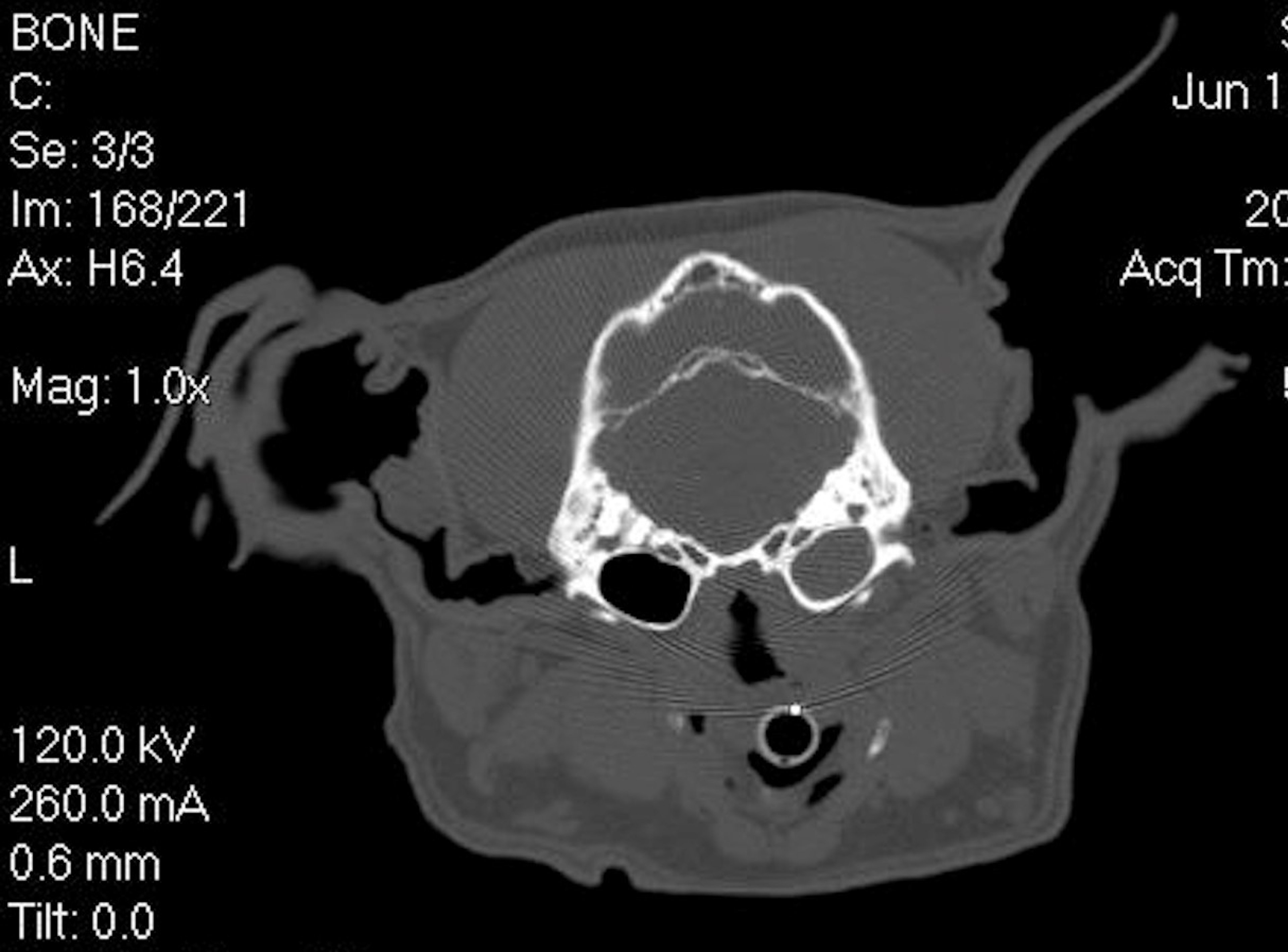 Otitis media, CT, head, dog