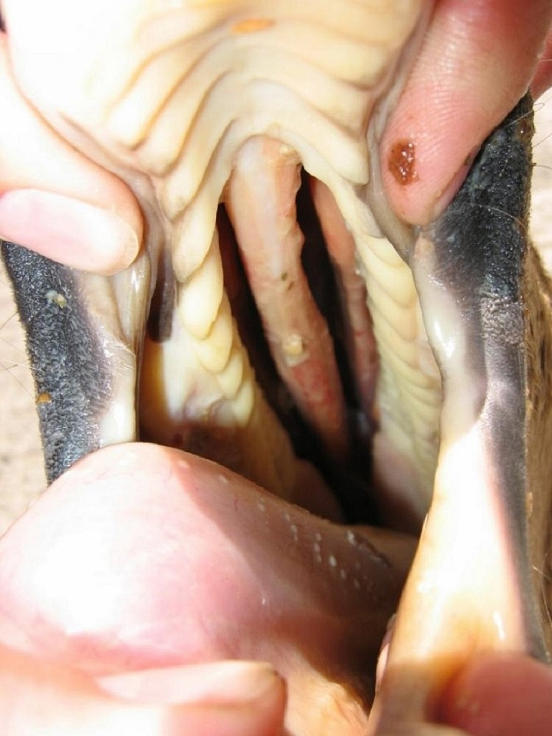 Congenital cleft palate, camel calf