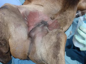 Congenital inguinal hernia, colt, gross appearance