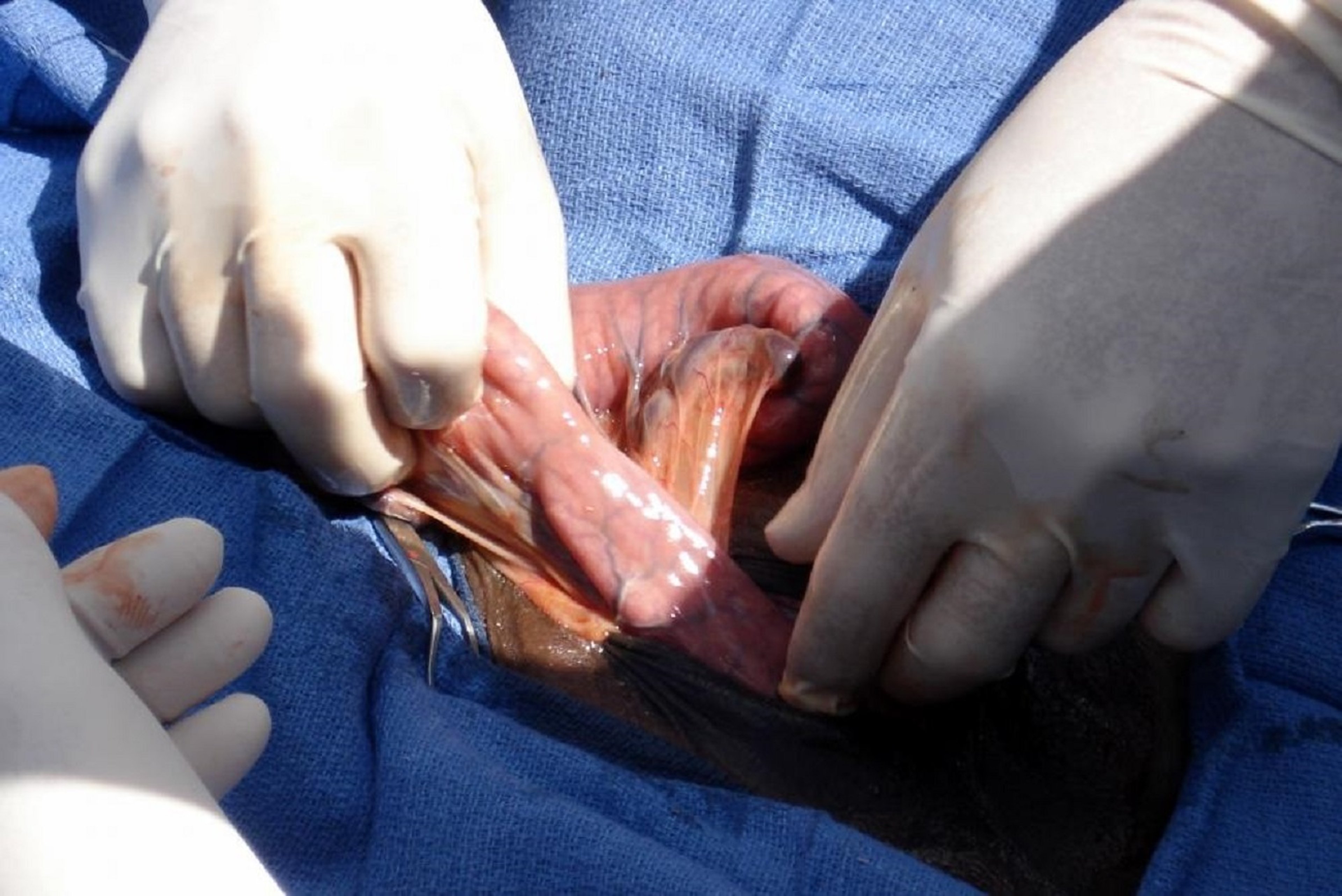 Congenital inguinal hernia, colt, hernia contents (small intestine)