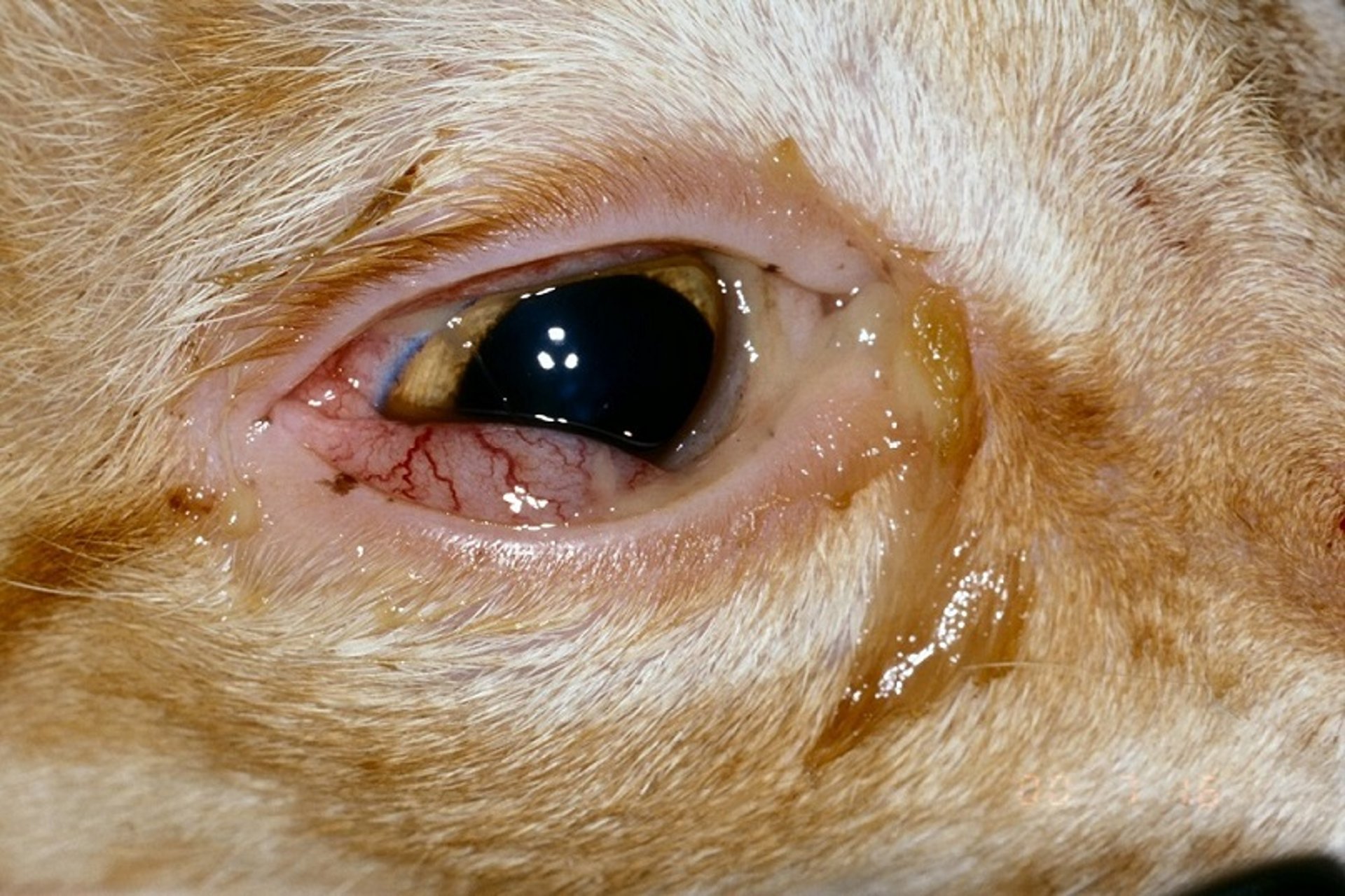 Conjunctivitis, cat