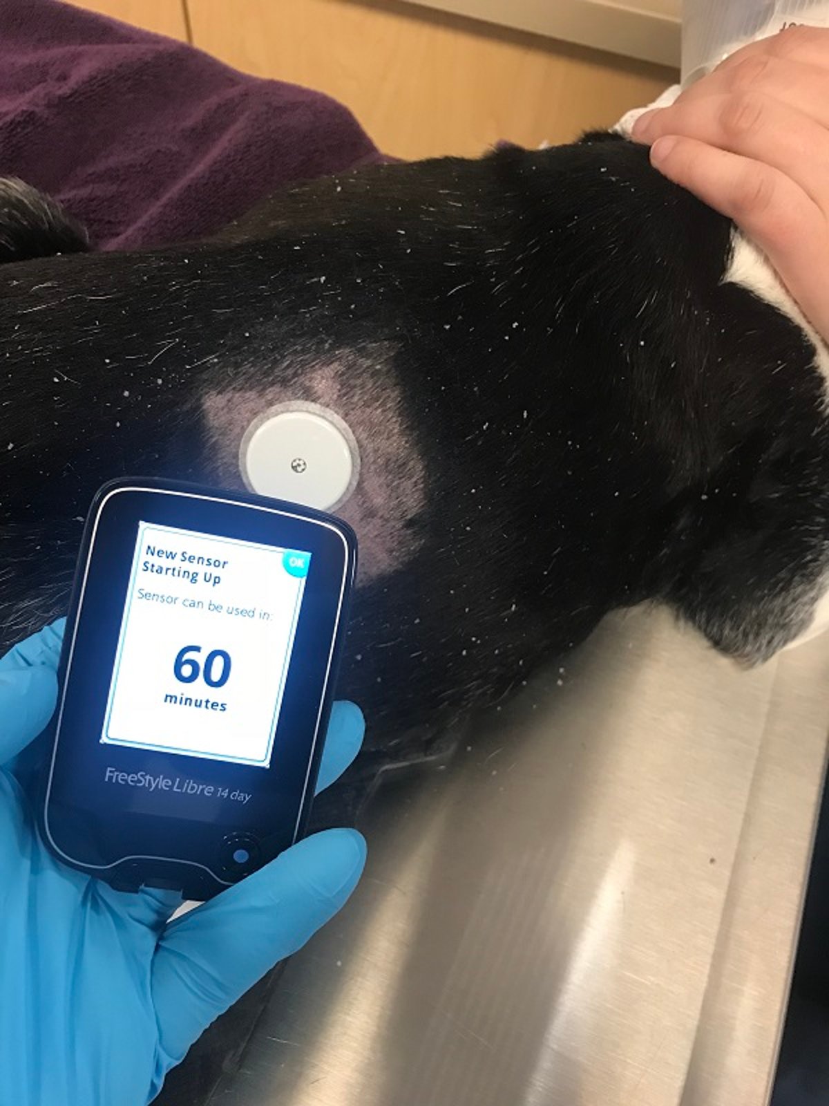 Continuous glucose monitor, Boston Terrier