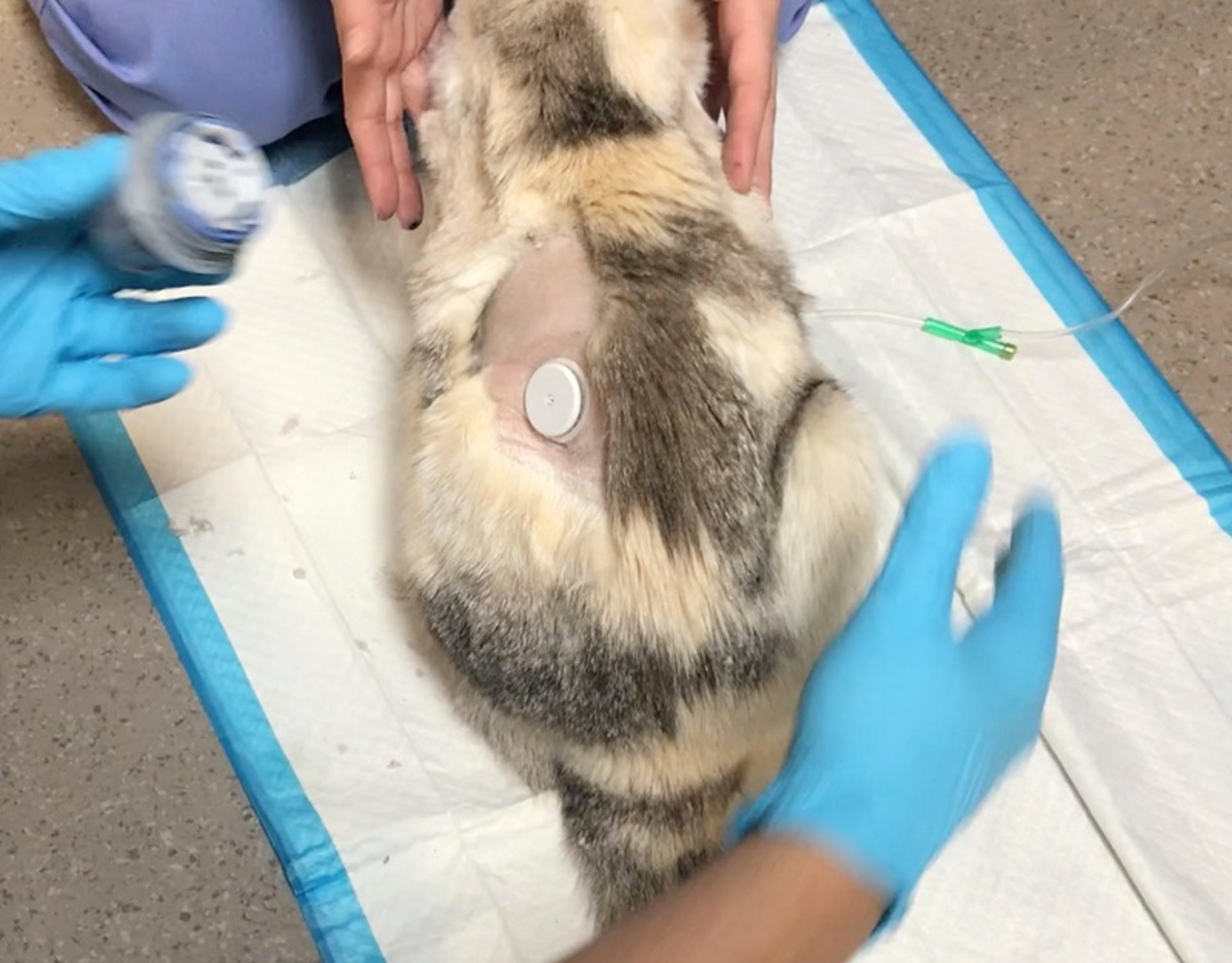 Continuous glucose monitor, cat