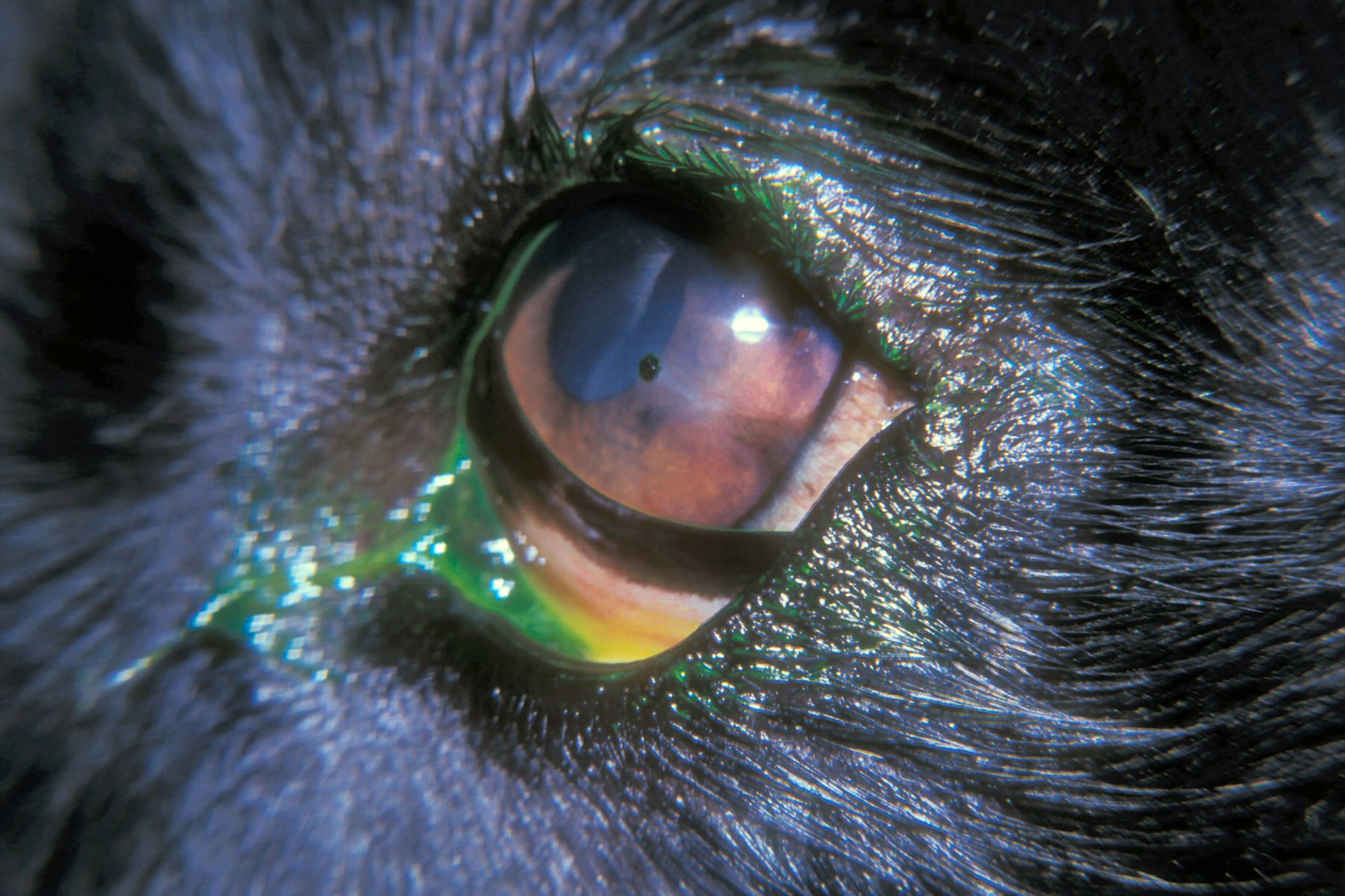 Superficial corneal foreign body, dog