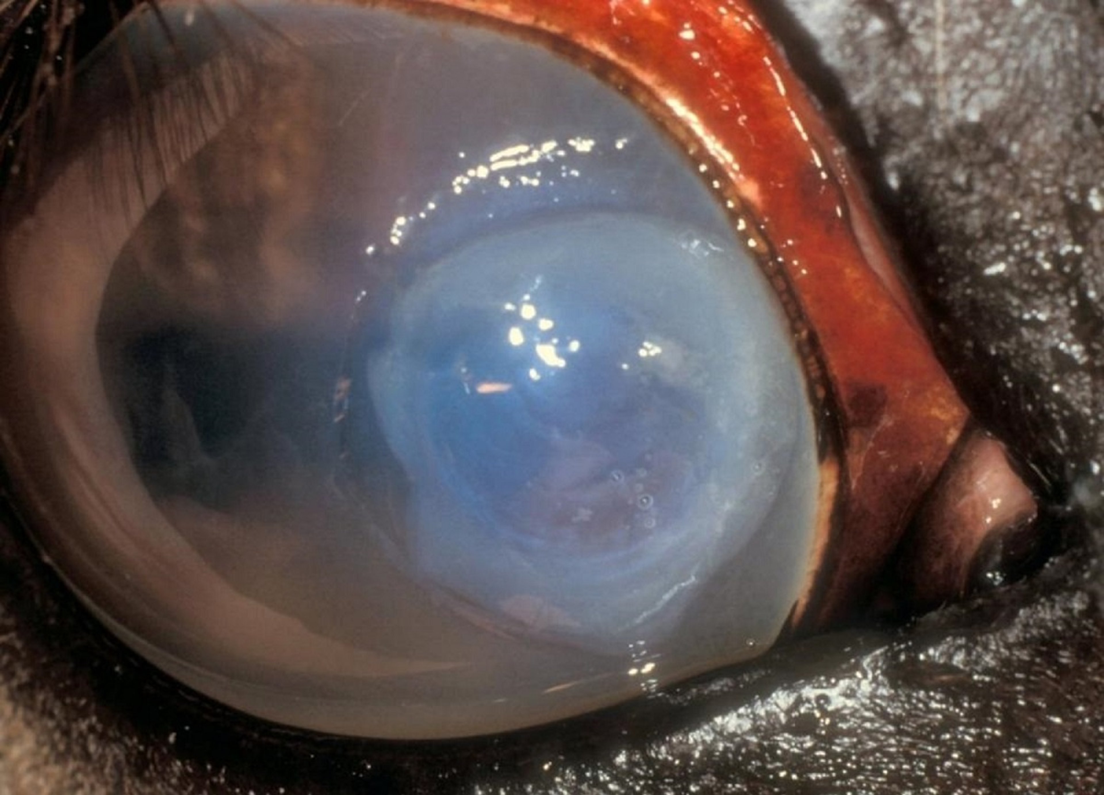 Corneal ulcer, horse