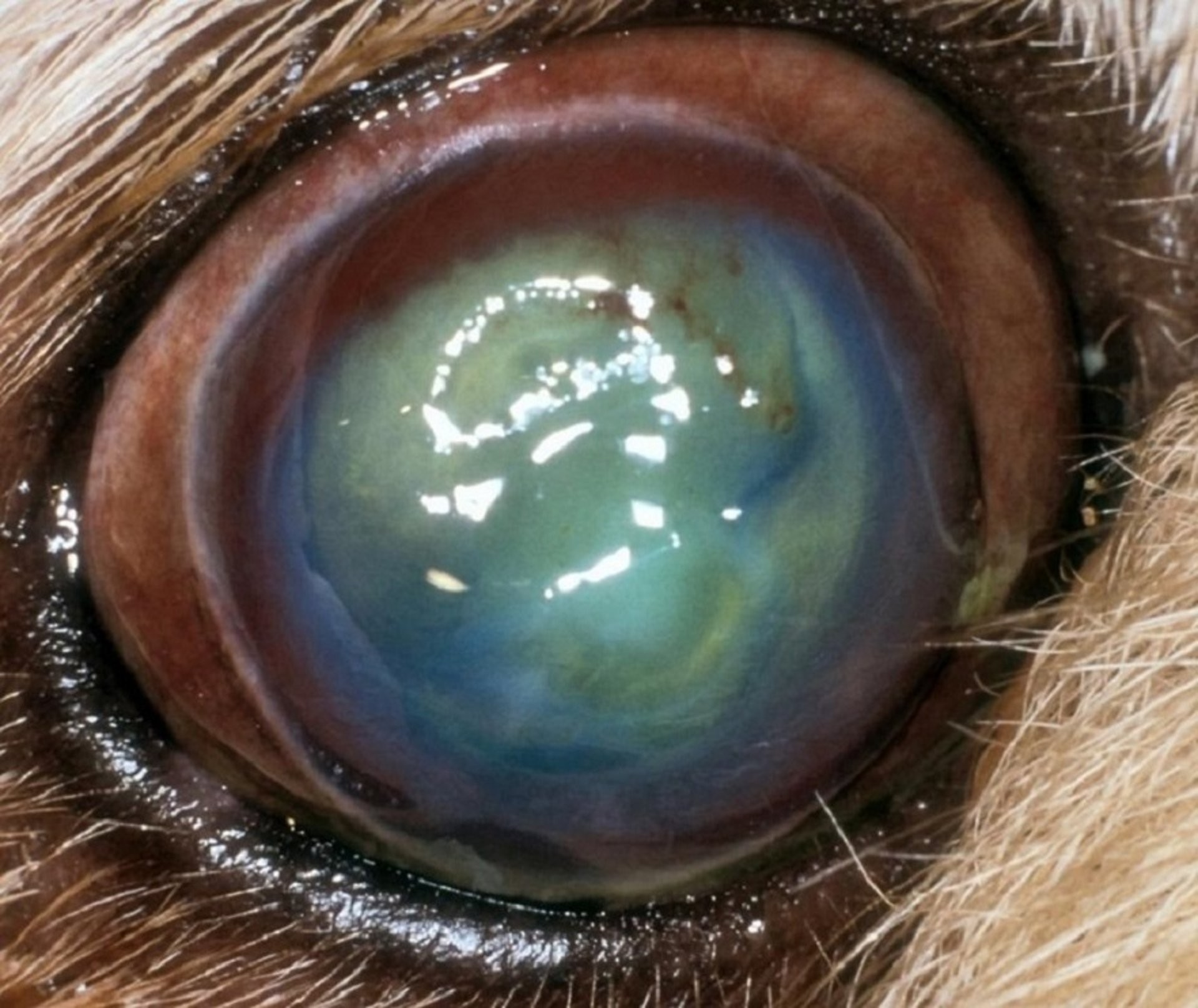 Corneal ulcer, Pekingese