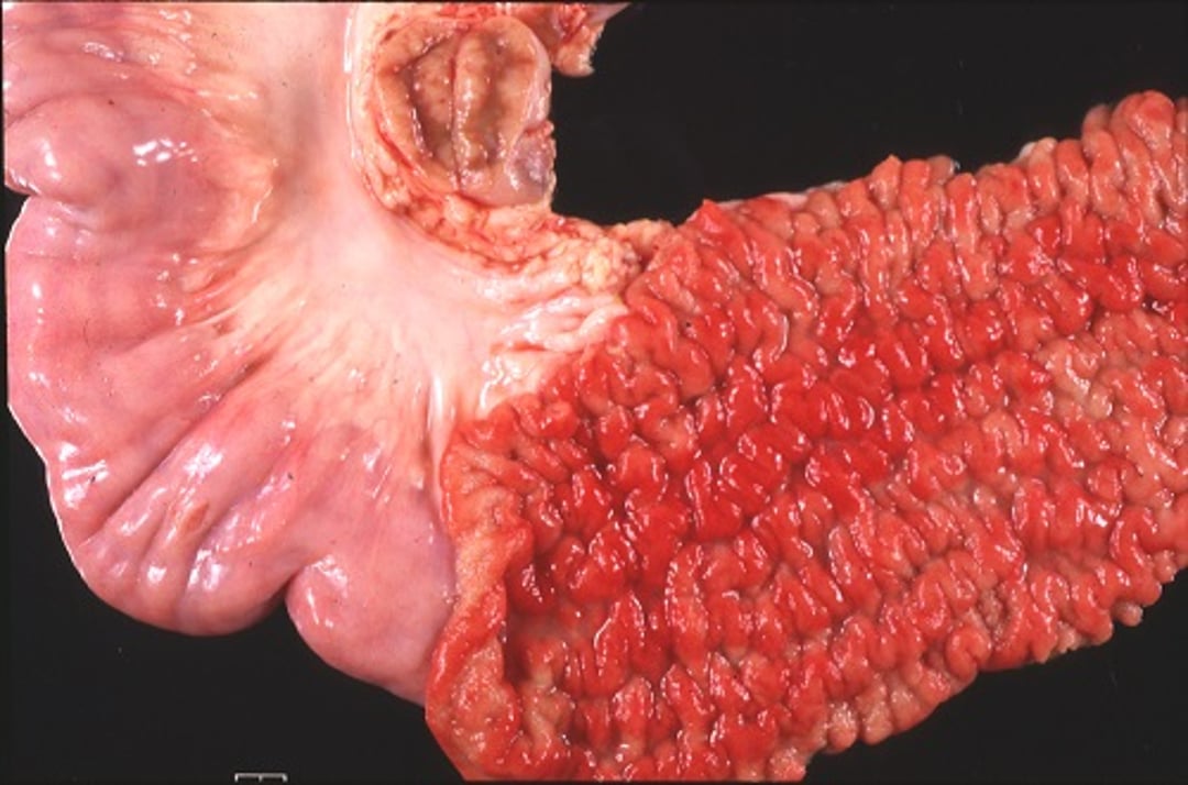 Ileum, cow