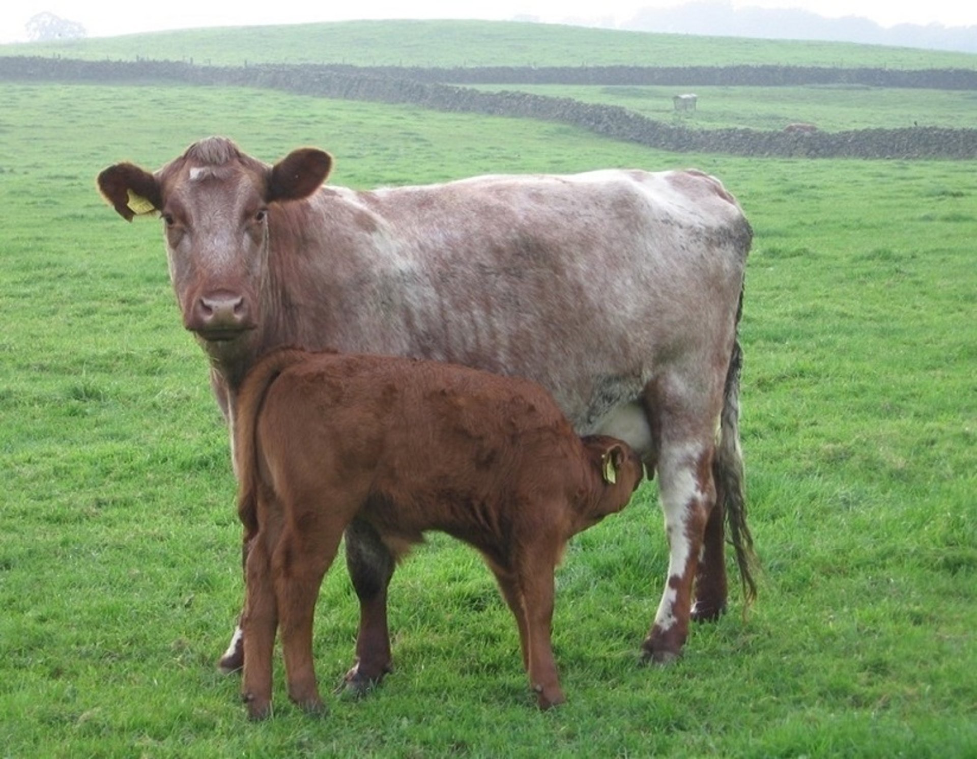 Cow-calf pair, Beef Shorthorn