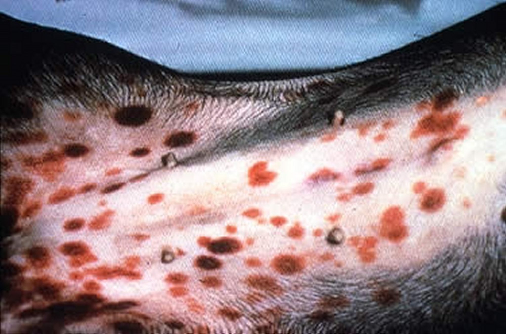 Ecchymosis, abdomen, dog