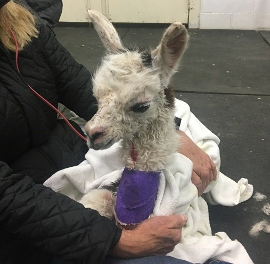 Blood transfusion, llama