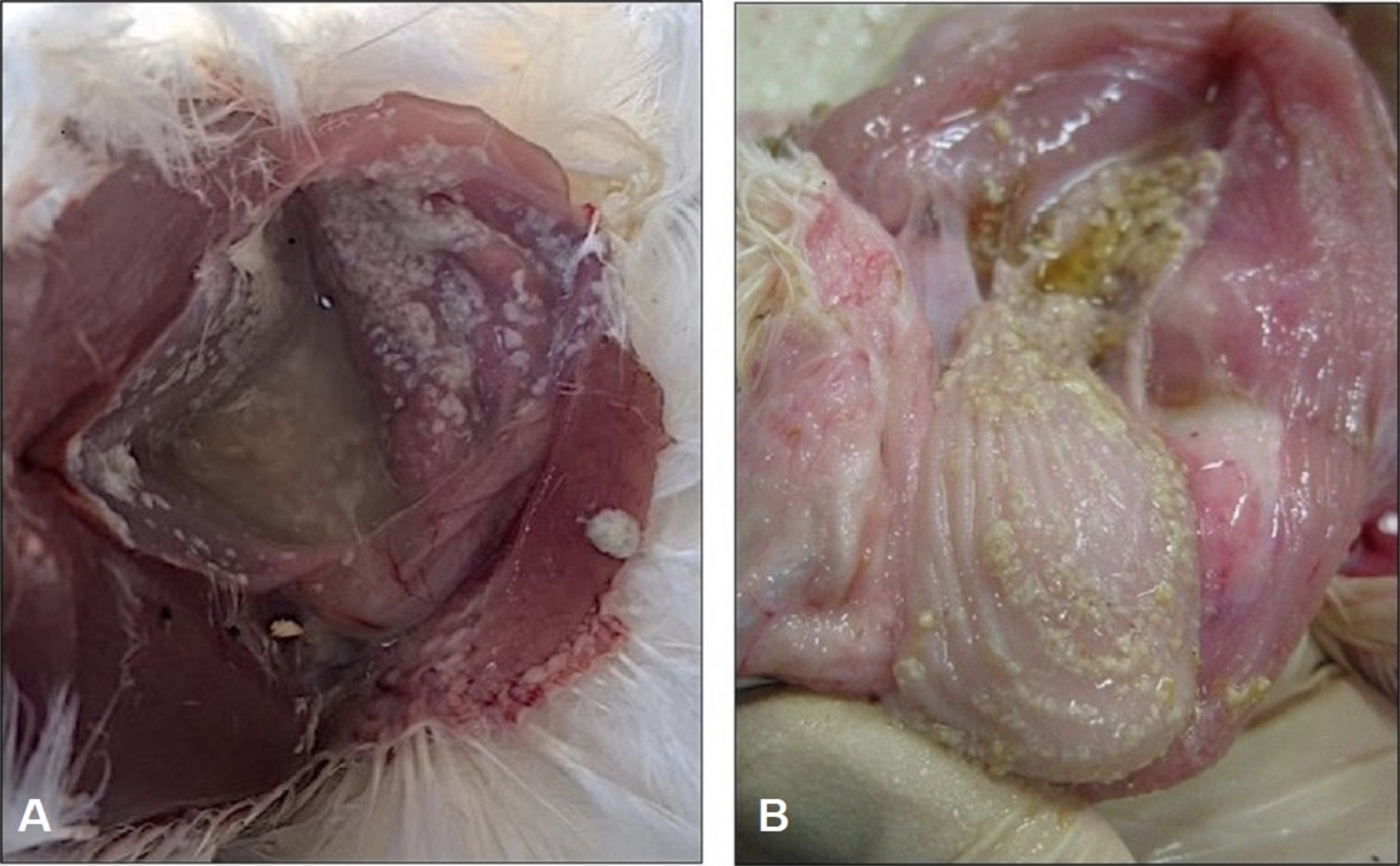 Crop, turkey and chicken with candidiasis