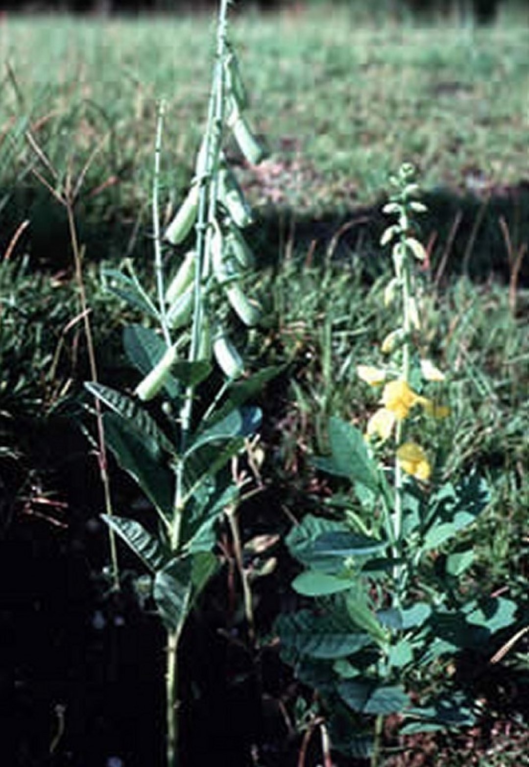 Rattleweed (<i >Crotalaria</i> sp)