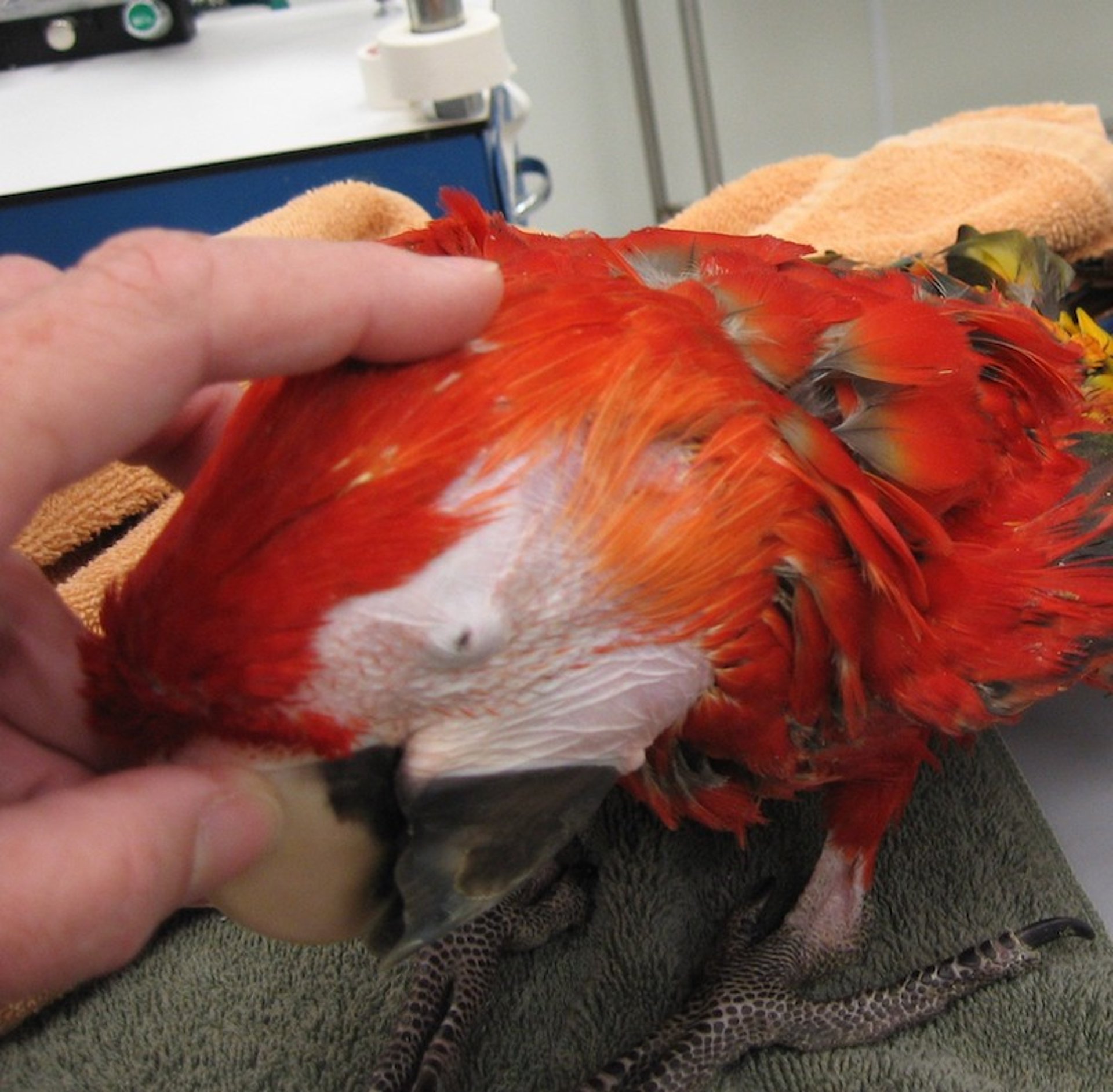 Cryptophthalmia, scarlet macaw