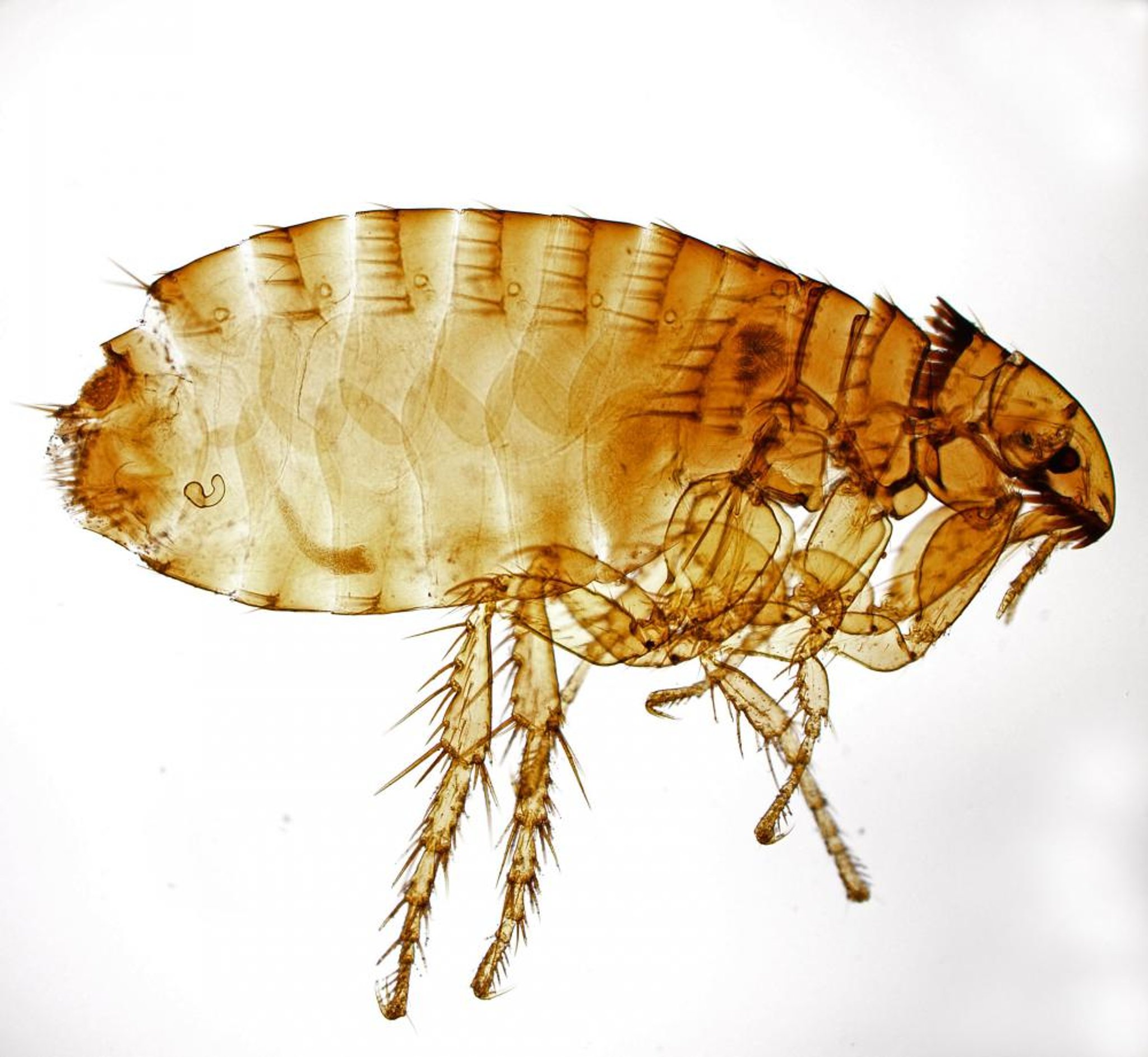 <i >Ctenocephalides felis</i>, female