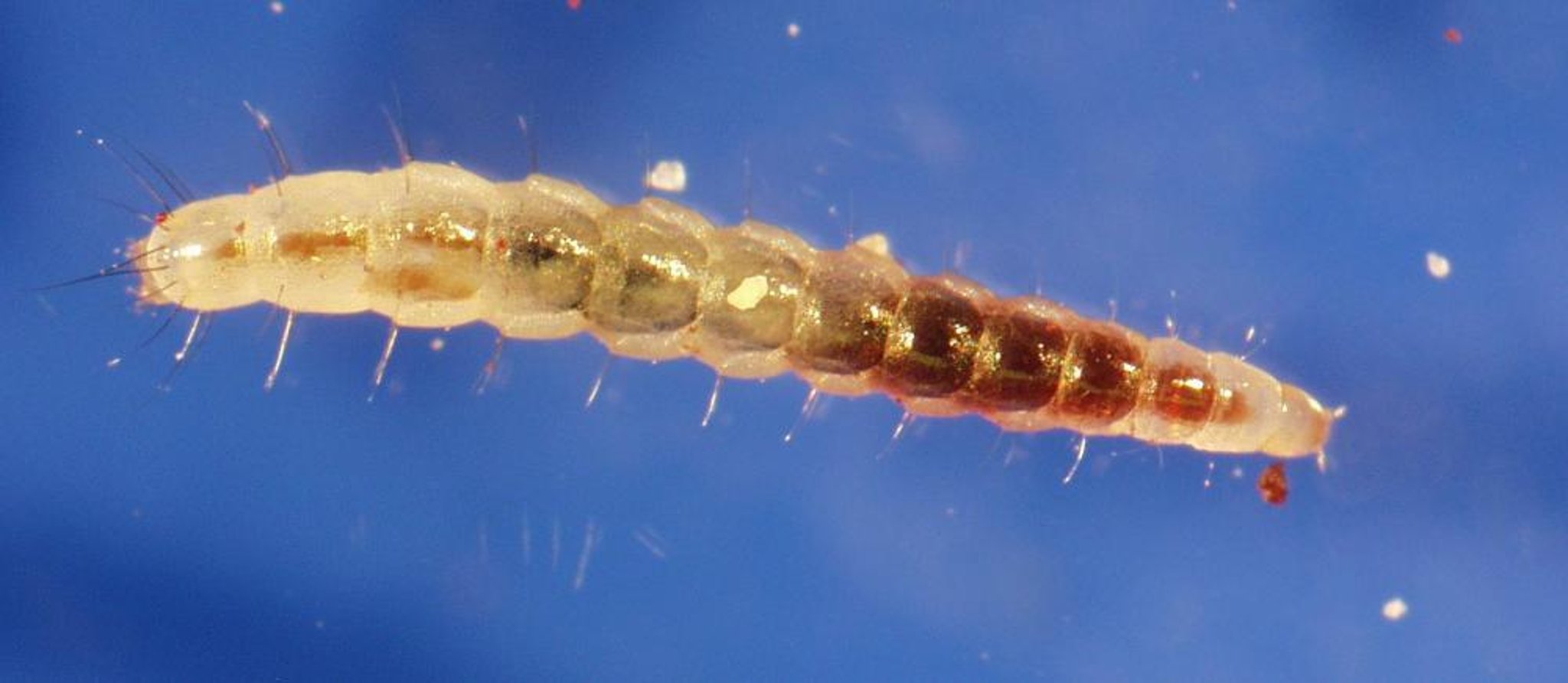 <i >Ctenocephalides</i> spp, larva