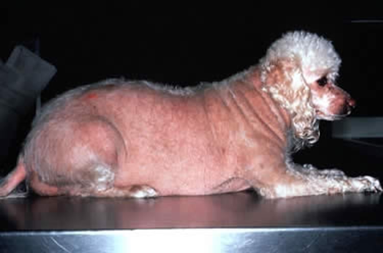Cushing Disease, Poodle