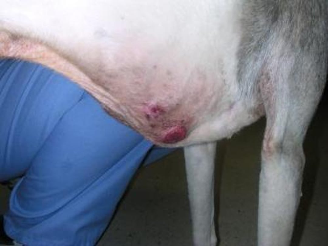 Cutaneous hemangiosarcoma, dog