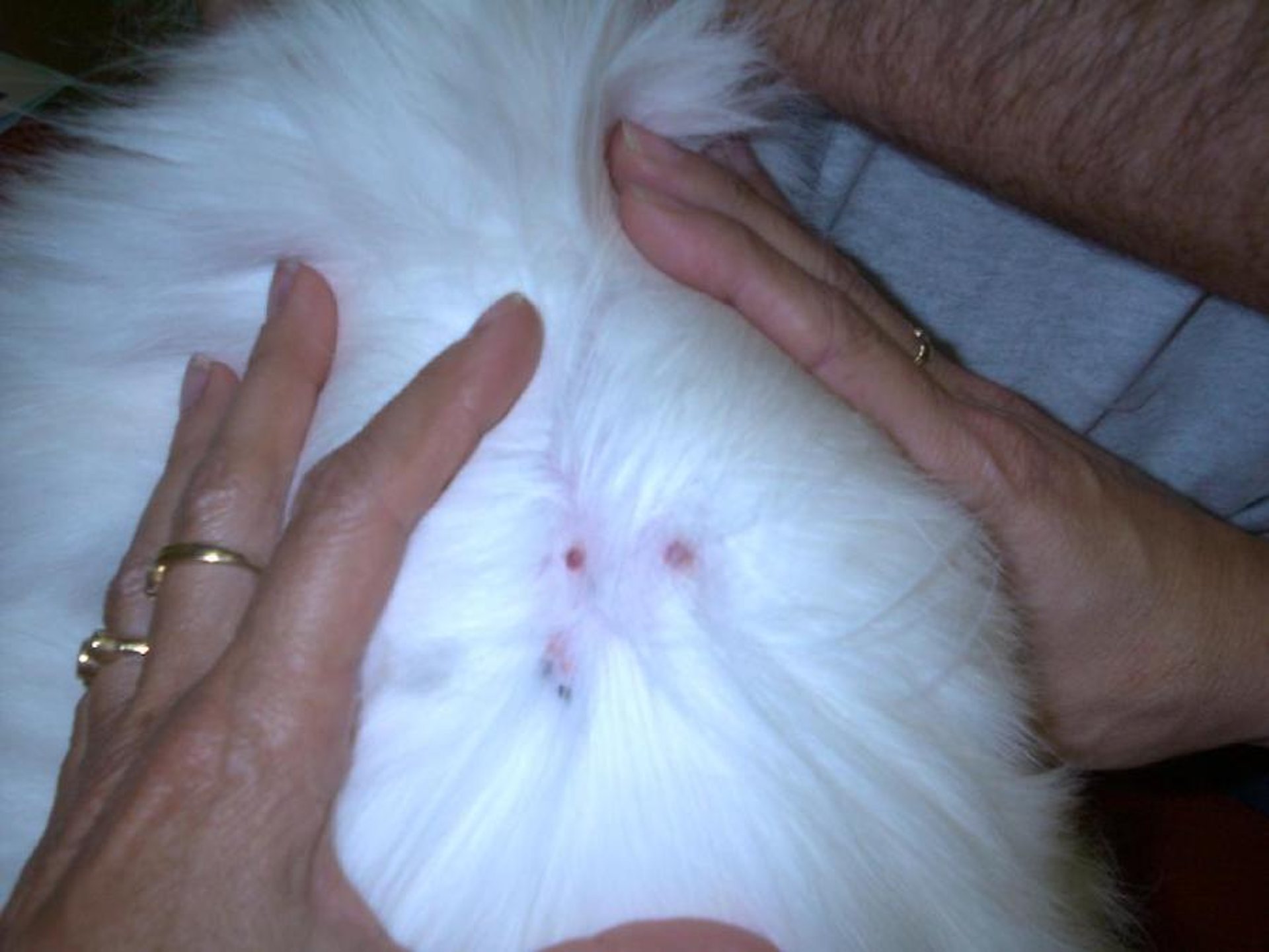 Cutaneous mast cell tumors, diabetic cat