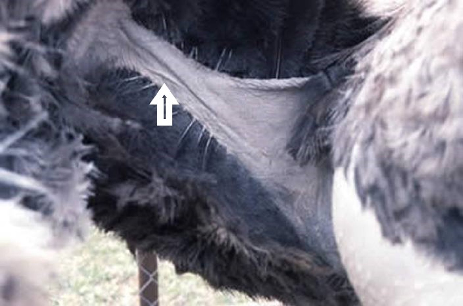 Cutaneous ulnar vein, adult ostrich