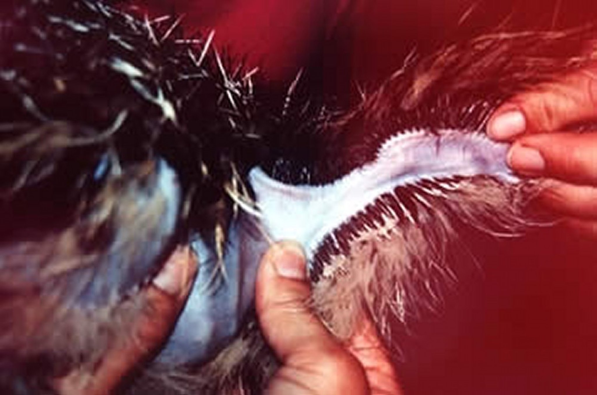 Cutaneous ulnar vein, ostrich chick