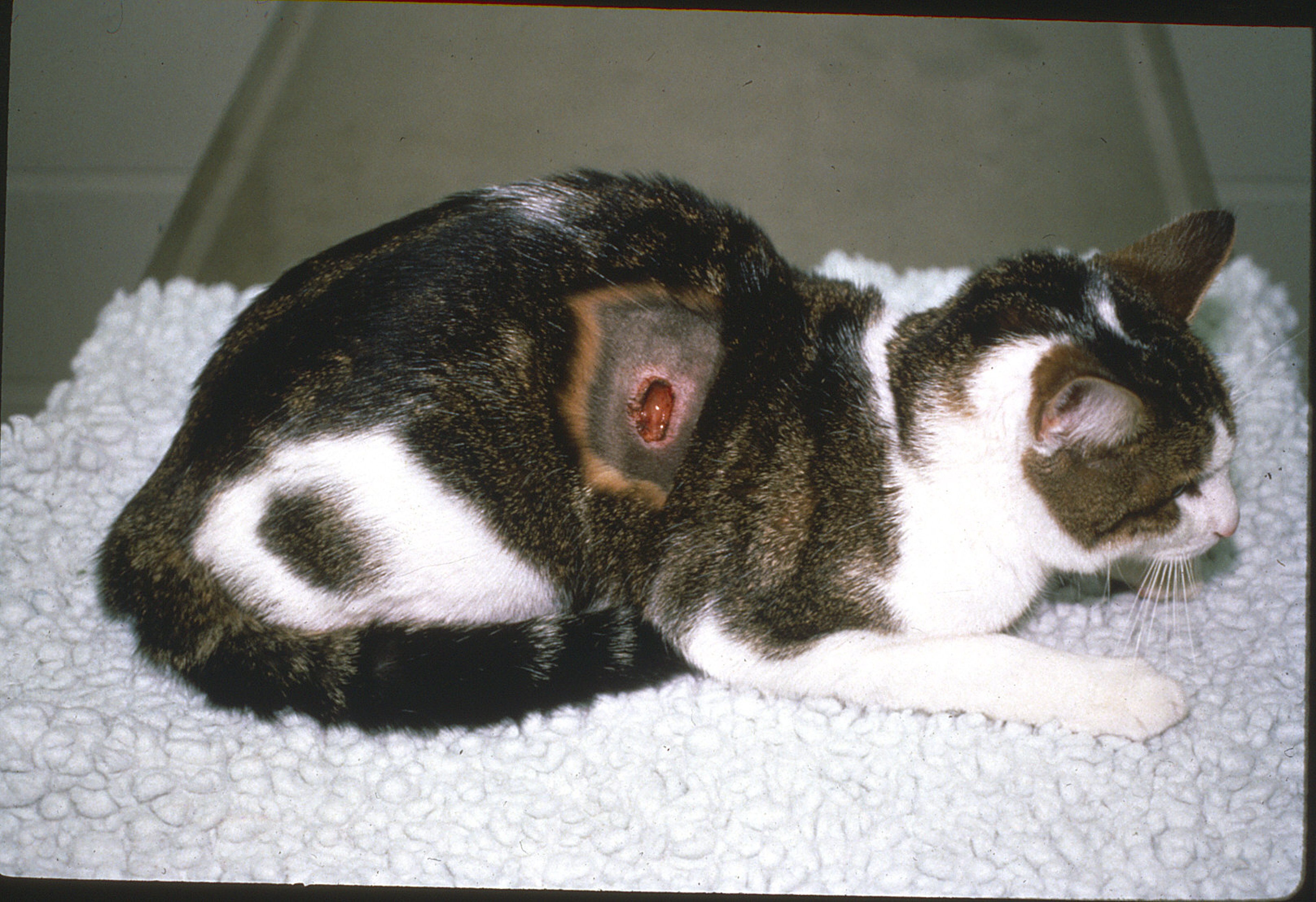 <i >Cuterebra</i> lesion, cat