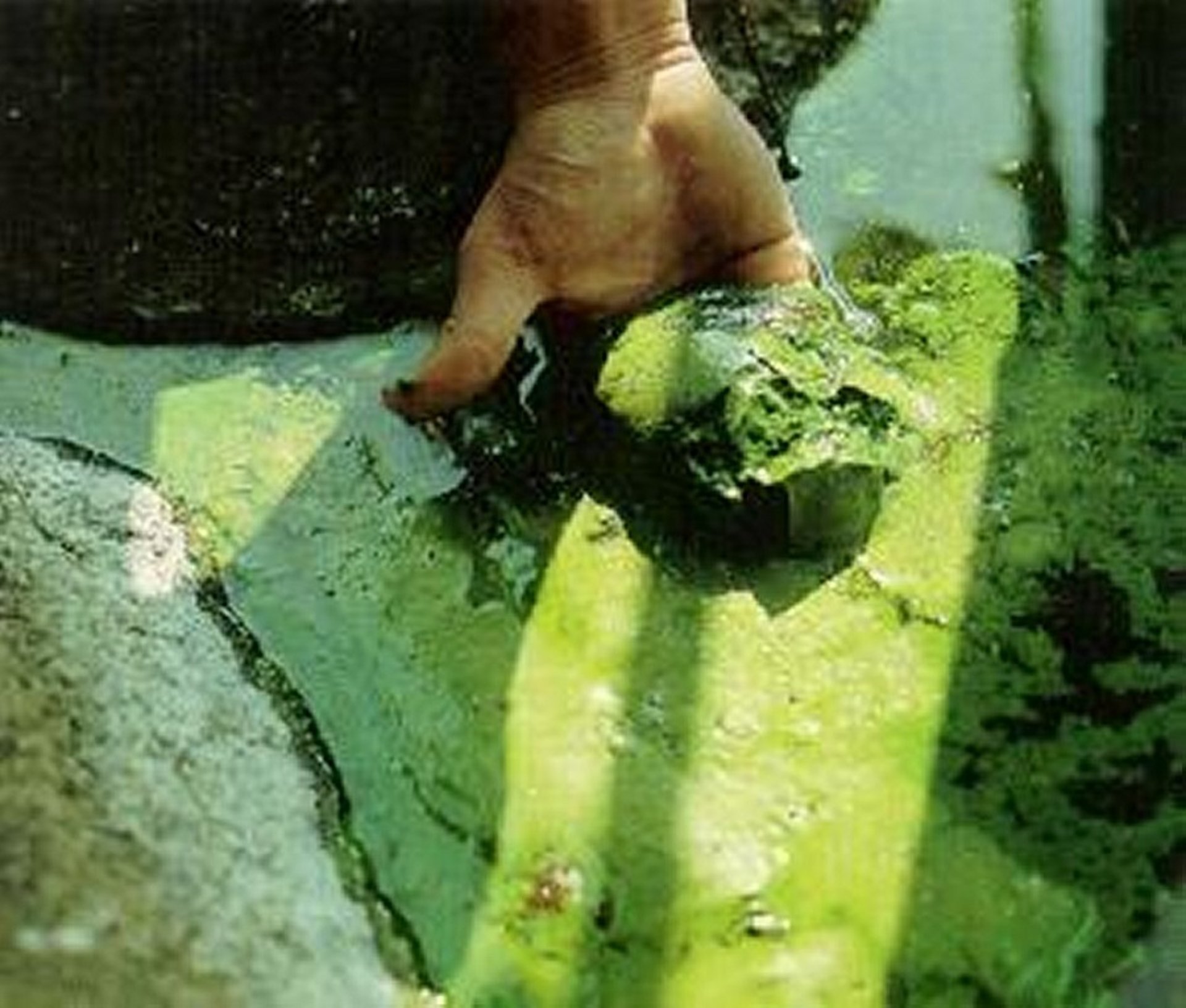 Cyanobacteria algal bloom