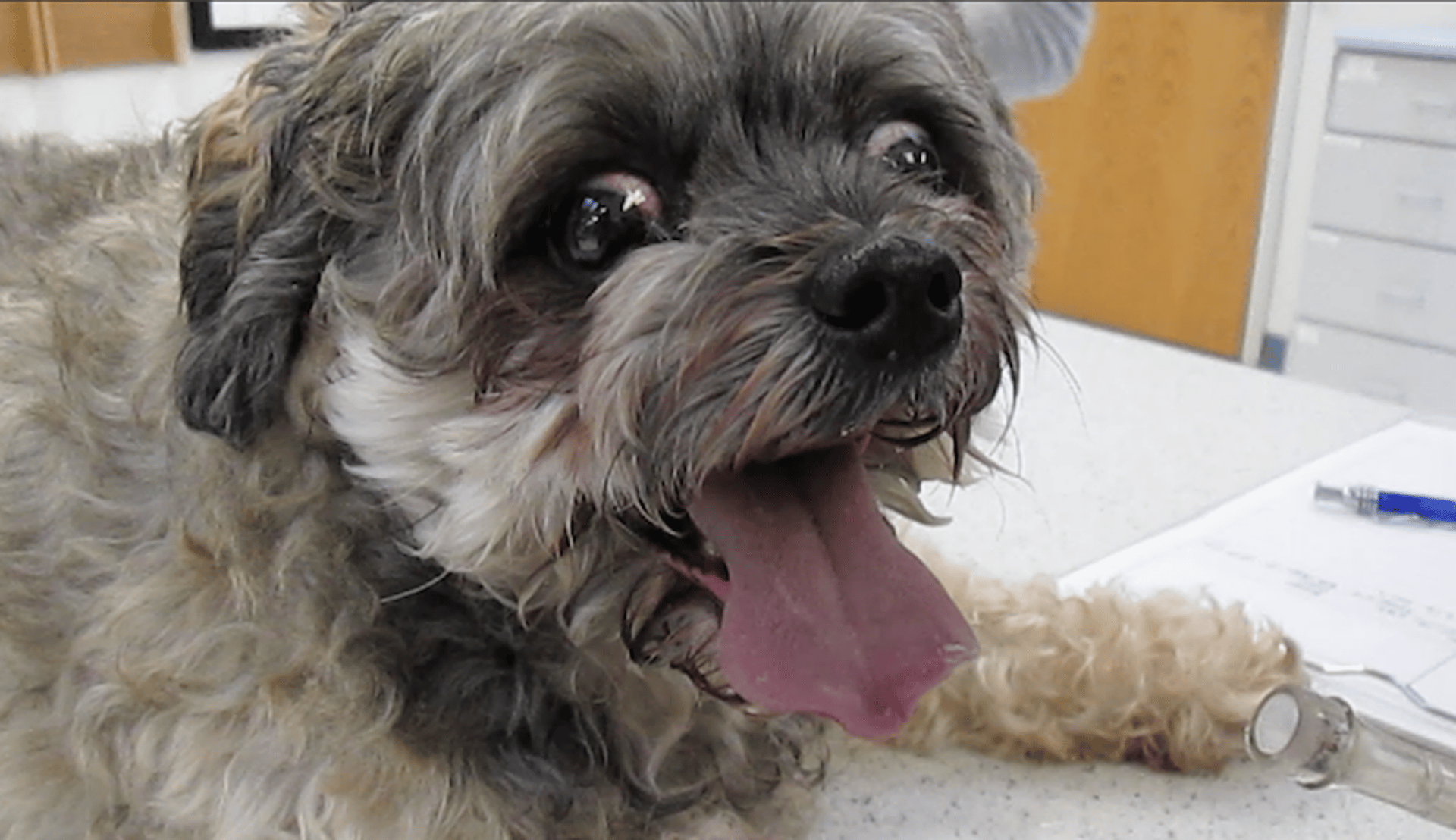 Cyanotic mucous membranes, dog