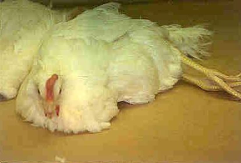 Cage layer fatigue, laying hen