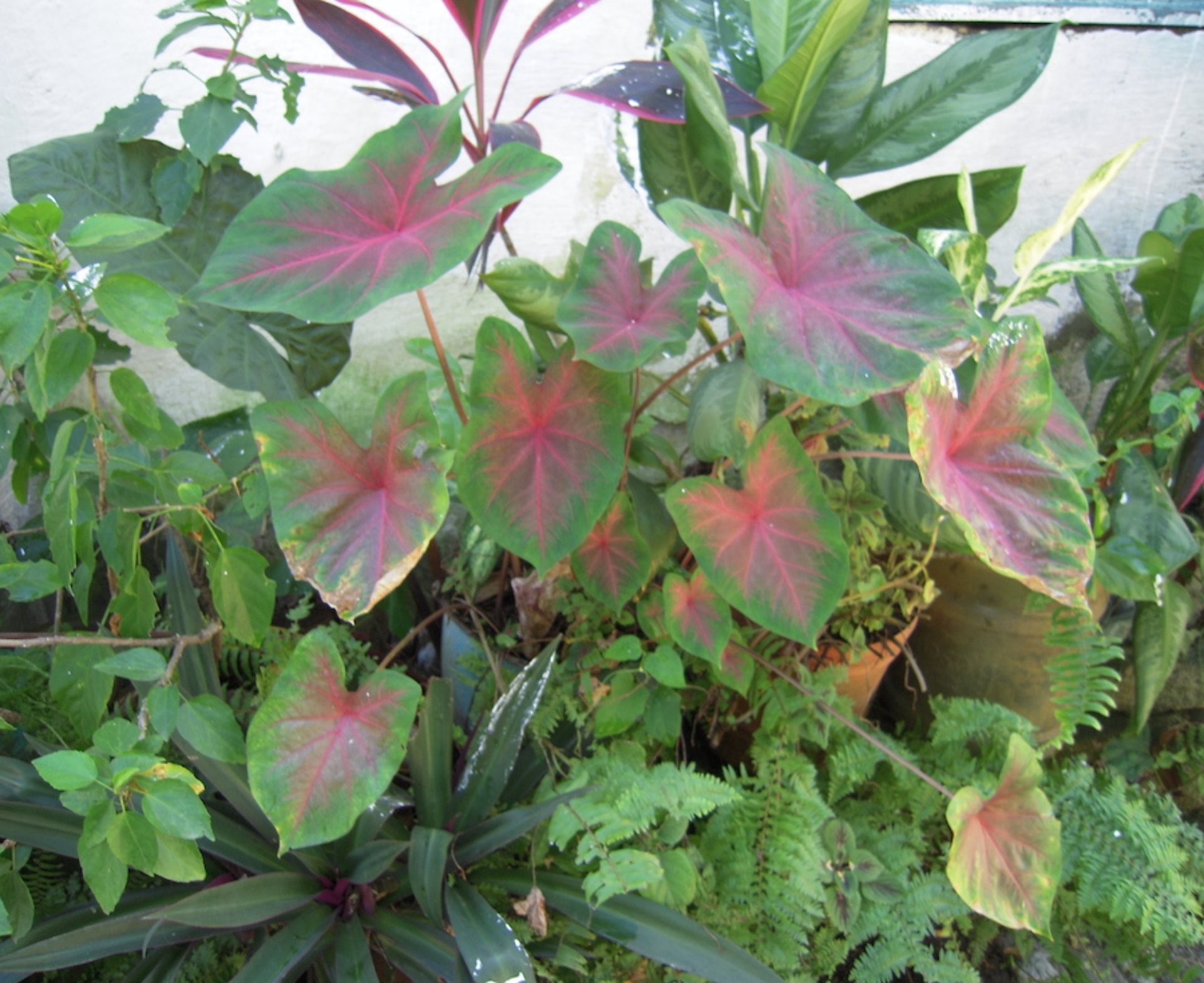 Elephant ears (<i >Caladium</i> spp)