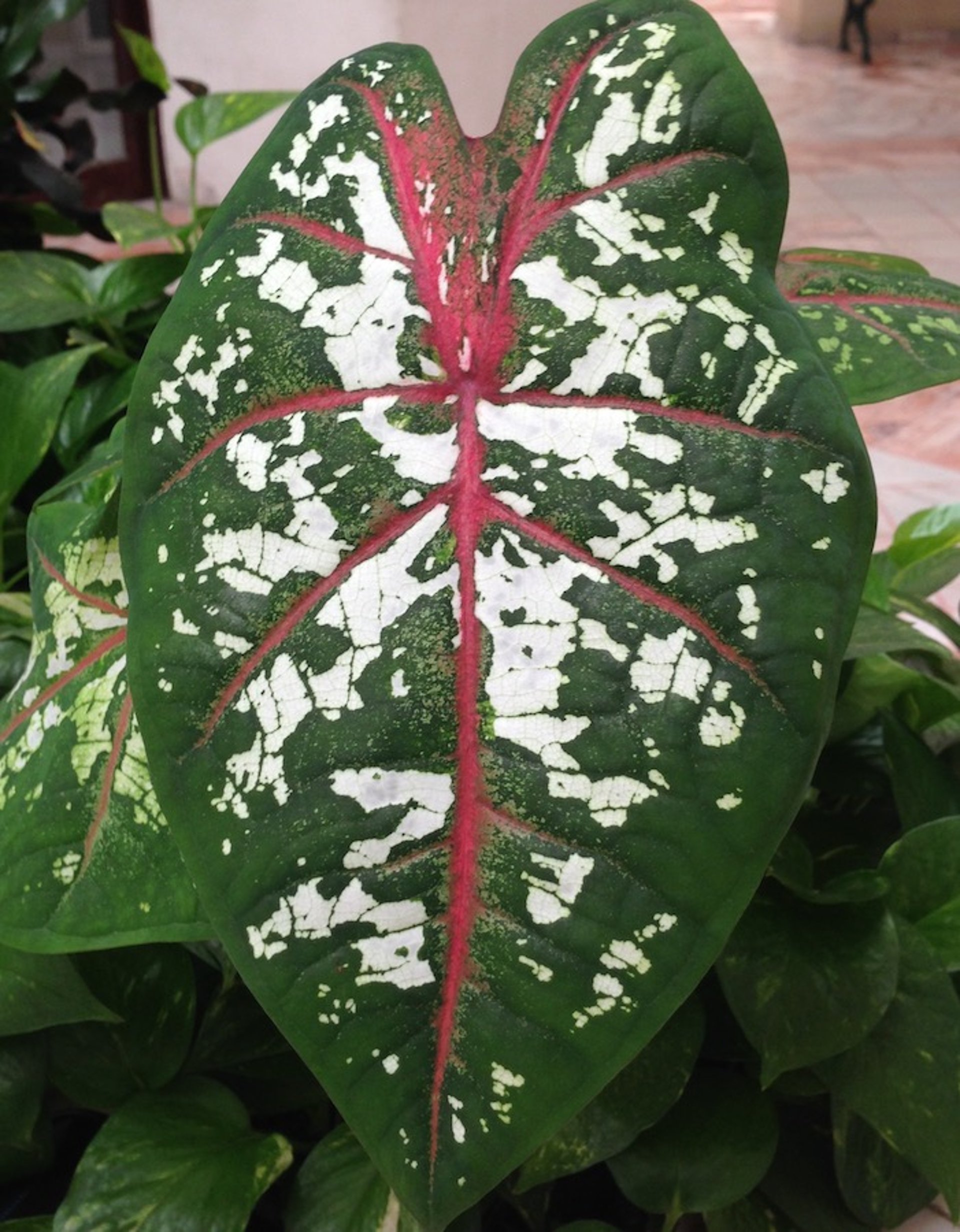 Hoja de caladio, primer plano (<i >Caladium</i> spp)
