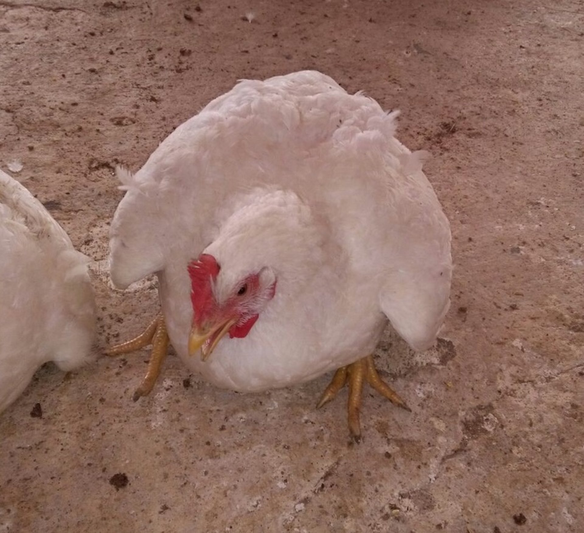 Calcium tetany, clinical signs, chicken
