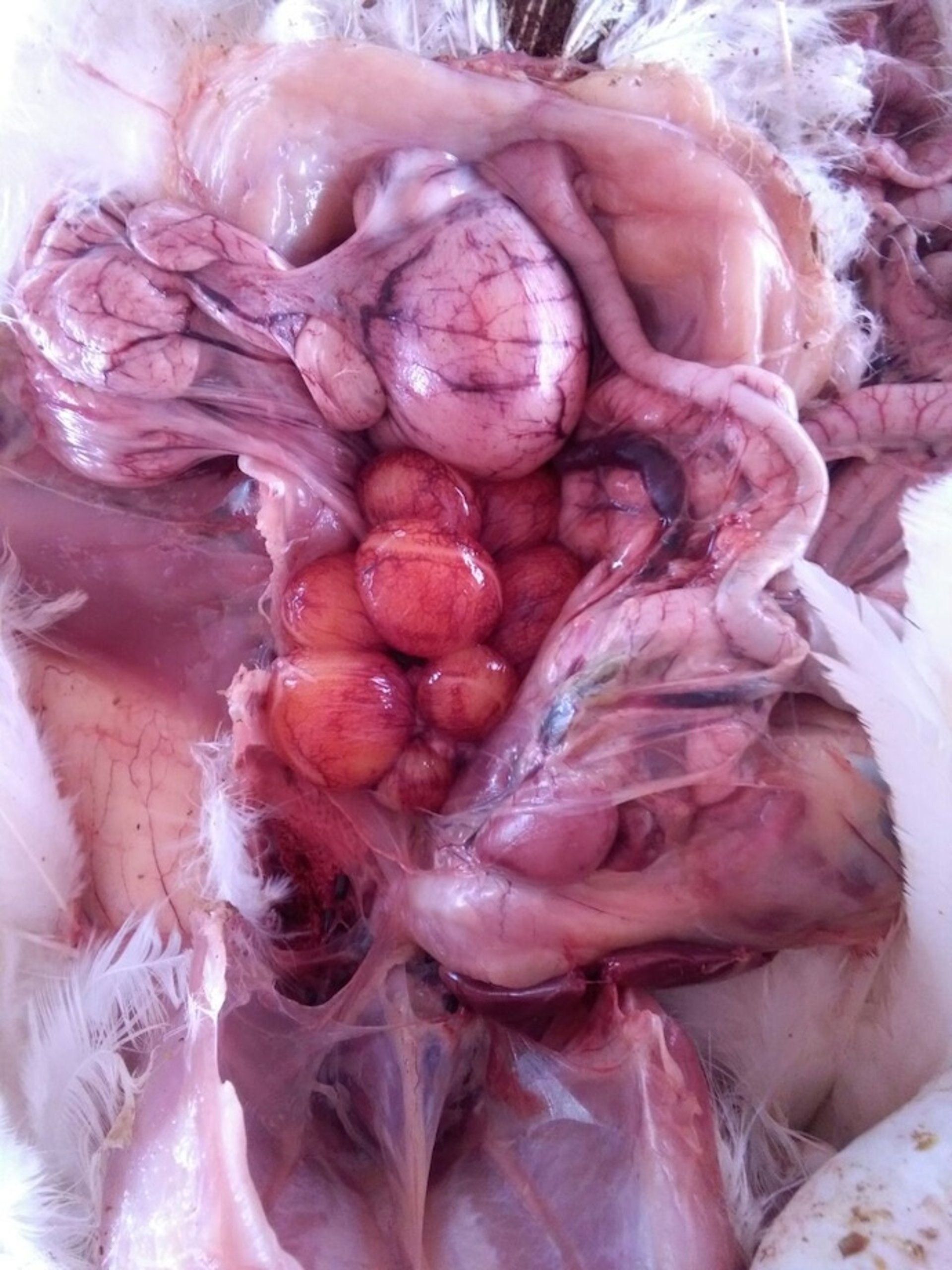 Calcium tetany, gross pathology, chicken