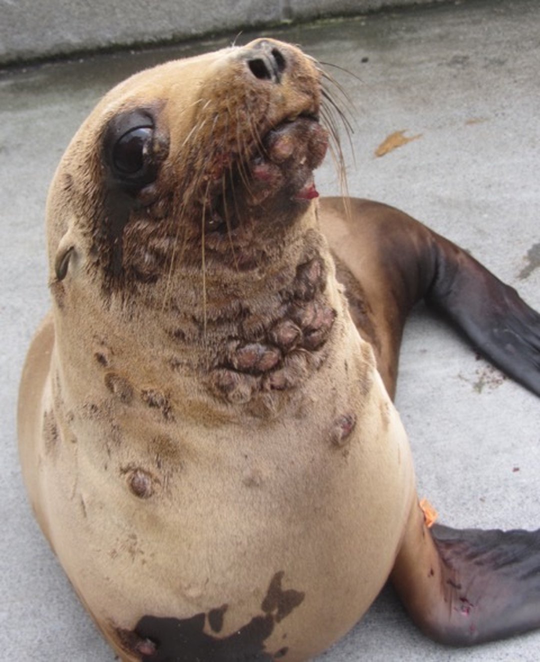 Poxvirus, león marino de California