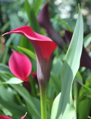 Calla lily (Zantedeschia spp)