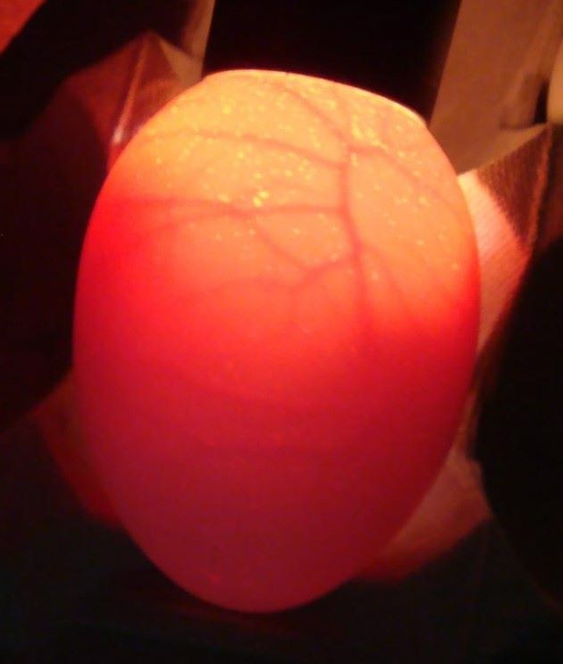 Candled chicken egg, fertile, with developing embryo