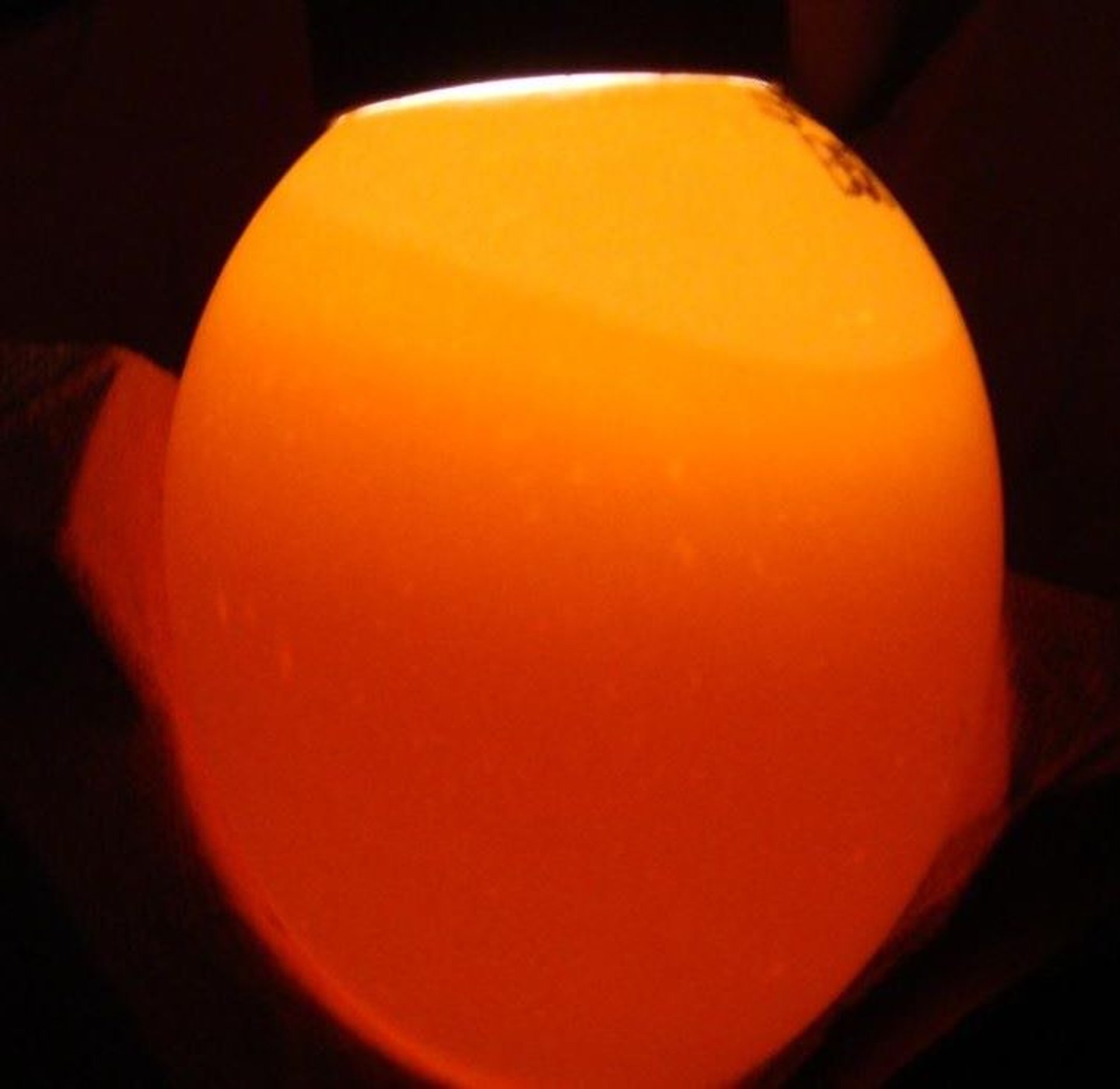 Candled chicken egg, infertile