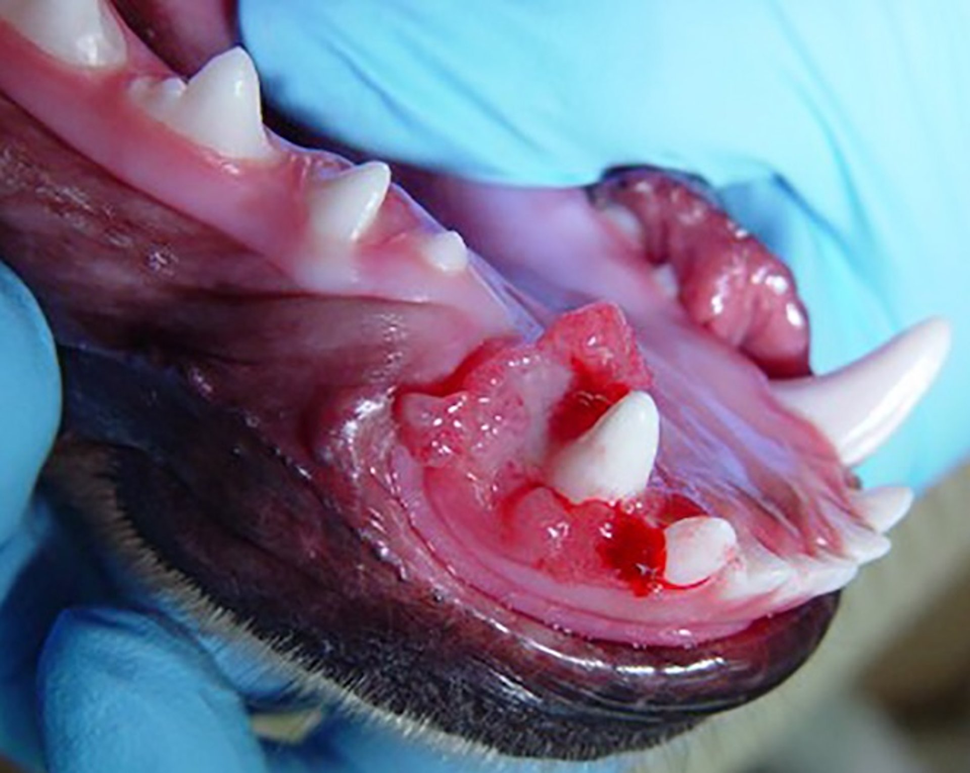 Ameloblastoma acantomatoso canino