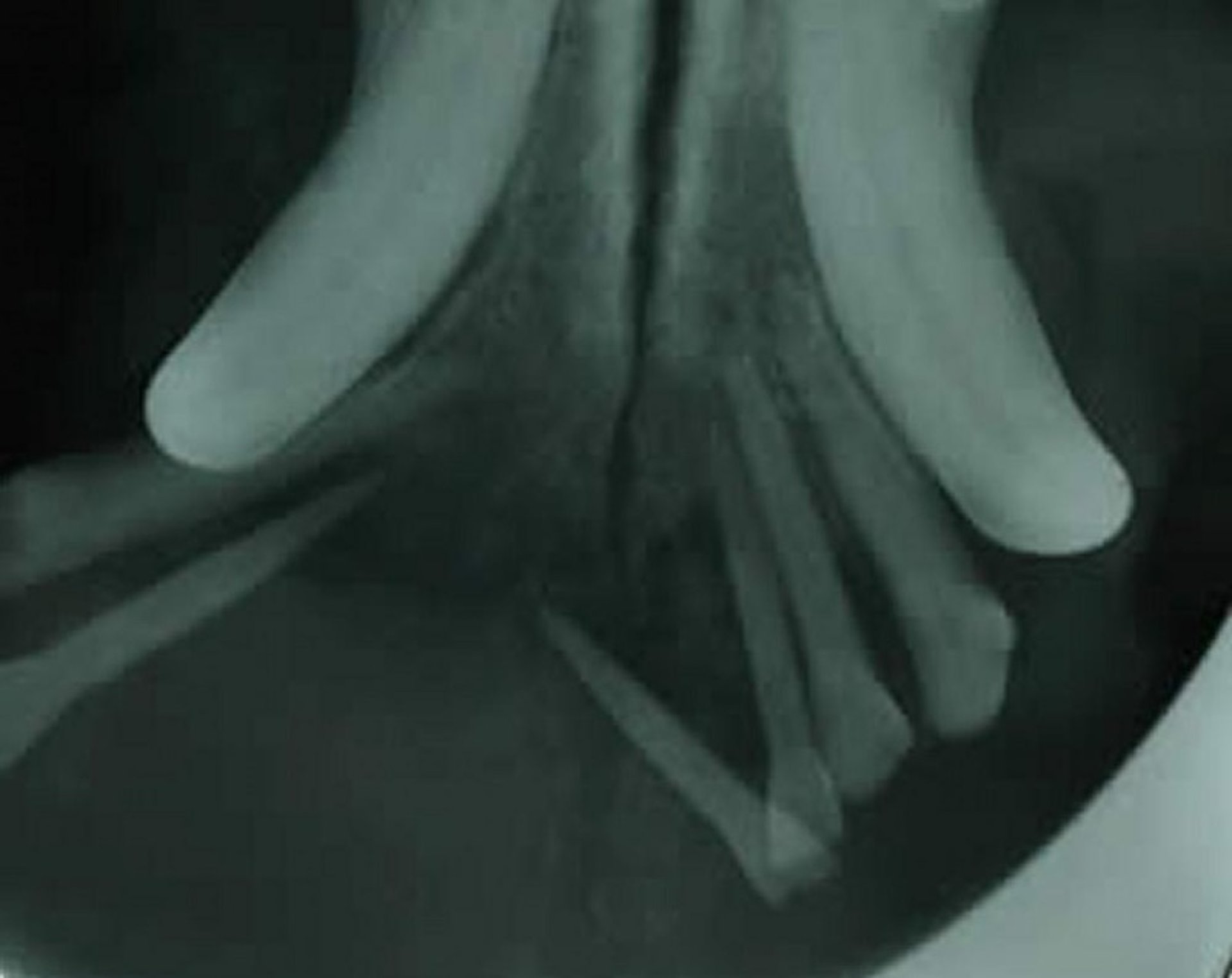 Canine acanthomatous ameloblastoma, radiograph