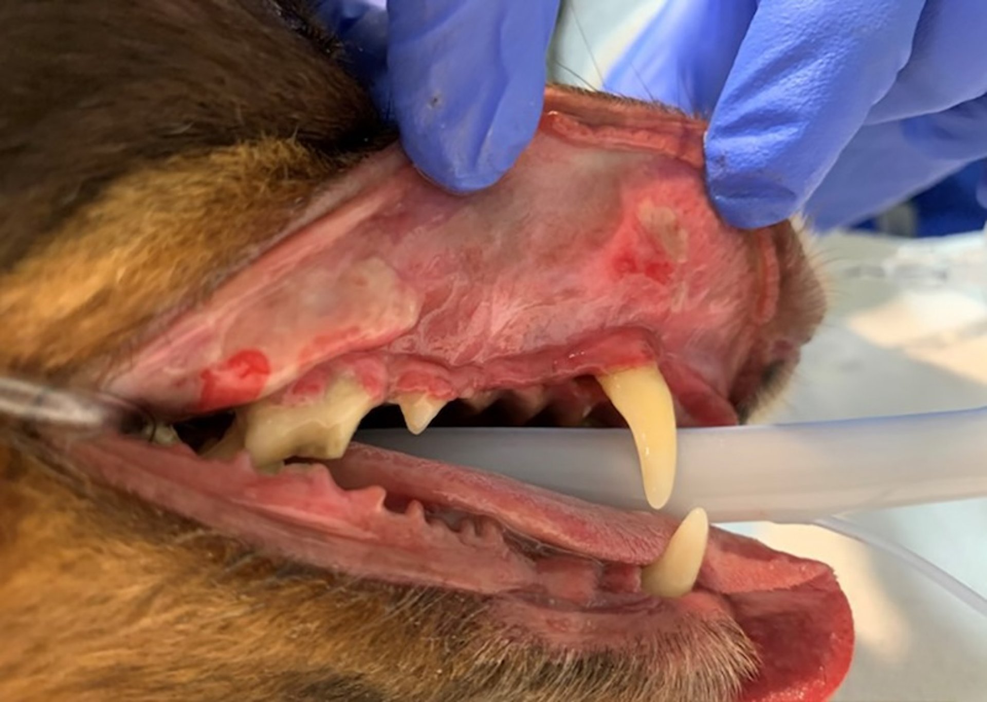 Canine chronic ulcerative stomatitis, buccal mucosa